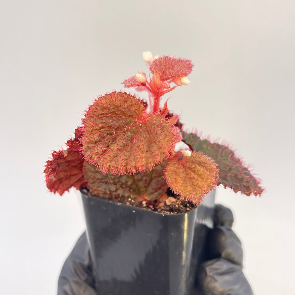 Begonia Botanicaz 7 ‘Dark Urchin’
