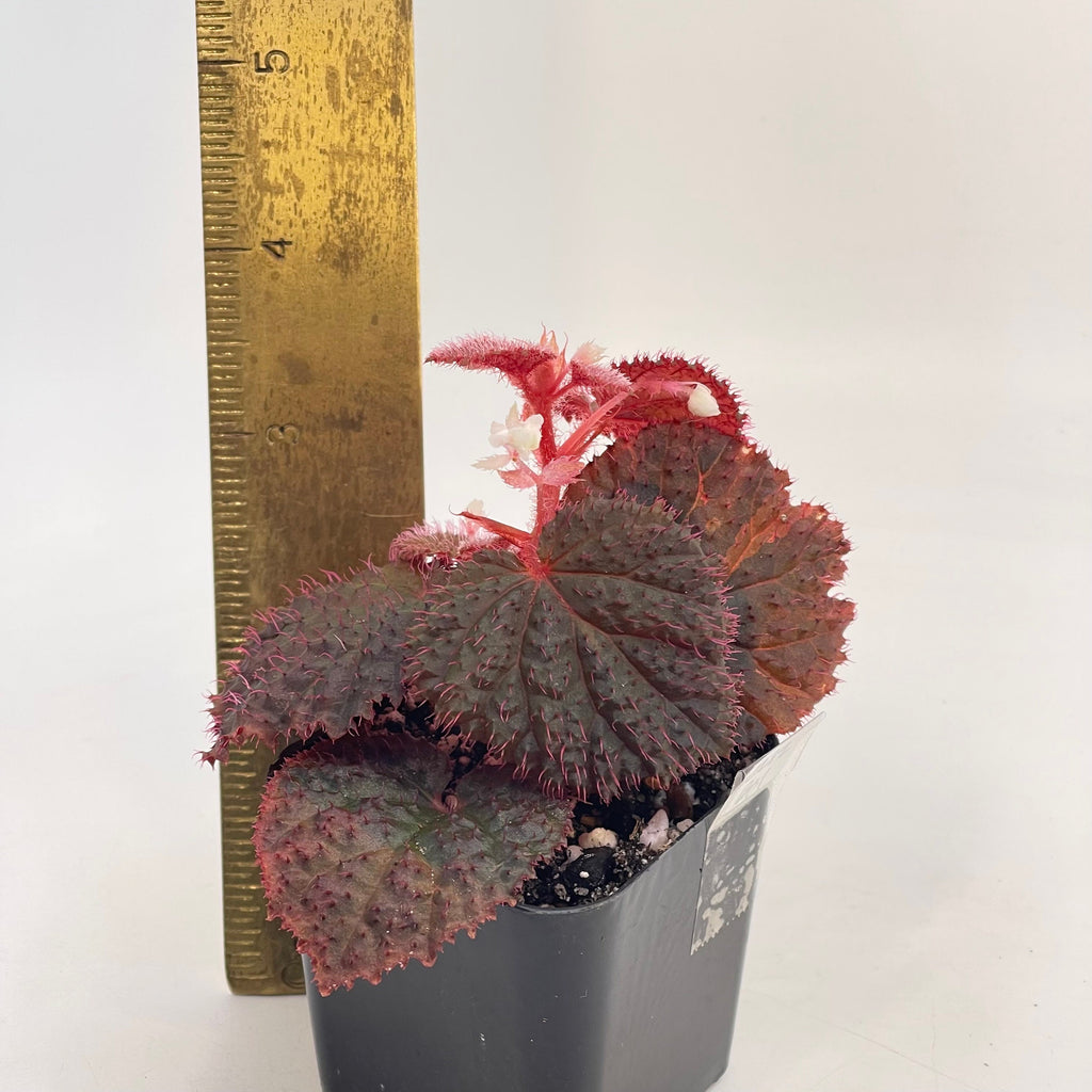 Begonia Botanicaz 7 ‘Dark Urchin’