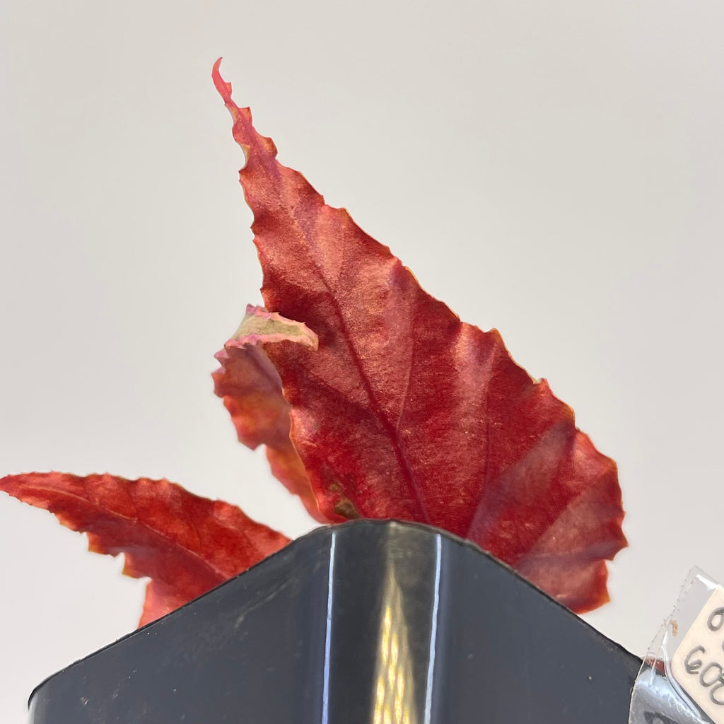 Begonia Botanicaz 5