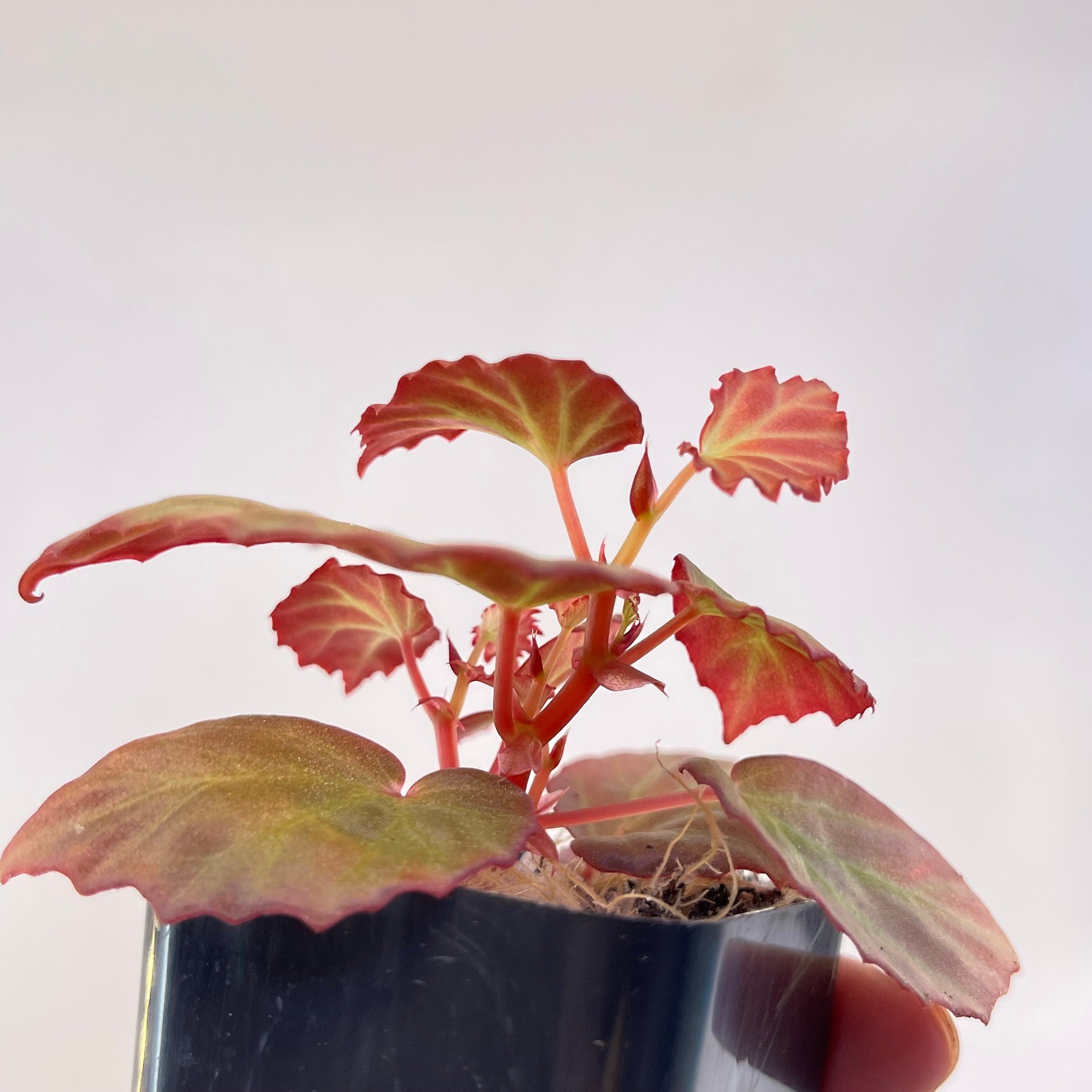READY SOON Begonia Botanicaz 89