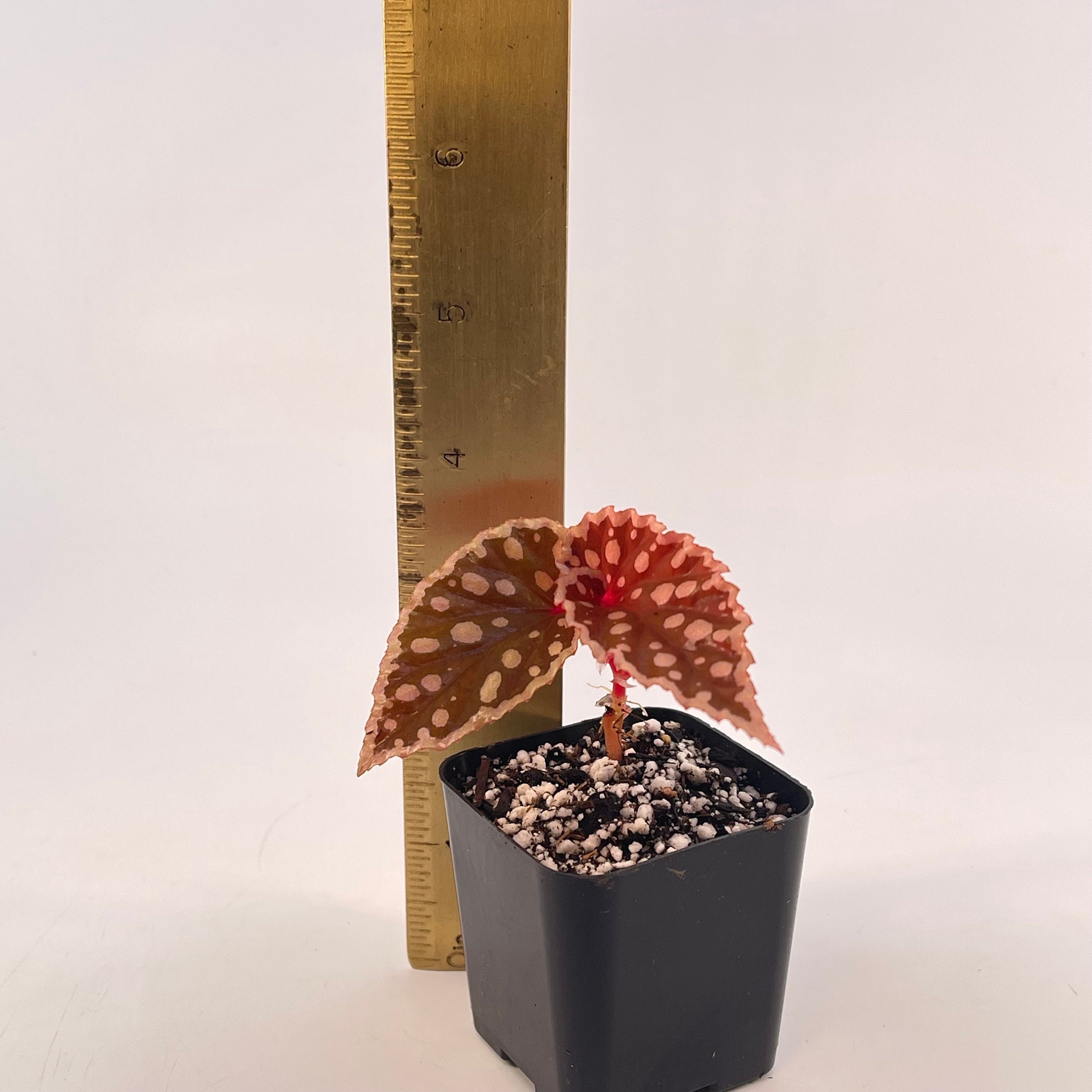 READY SOON Begonia Botanicaz 2