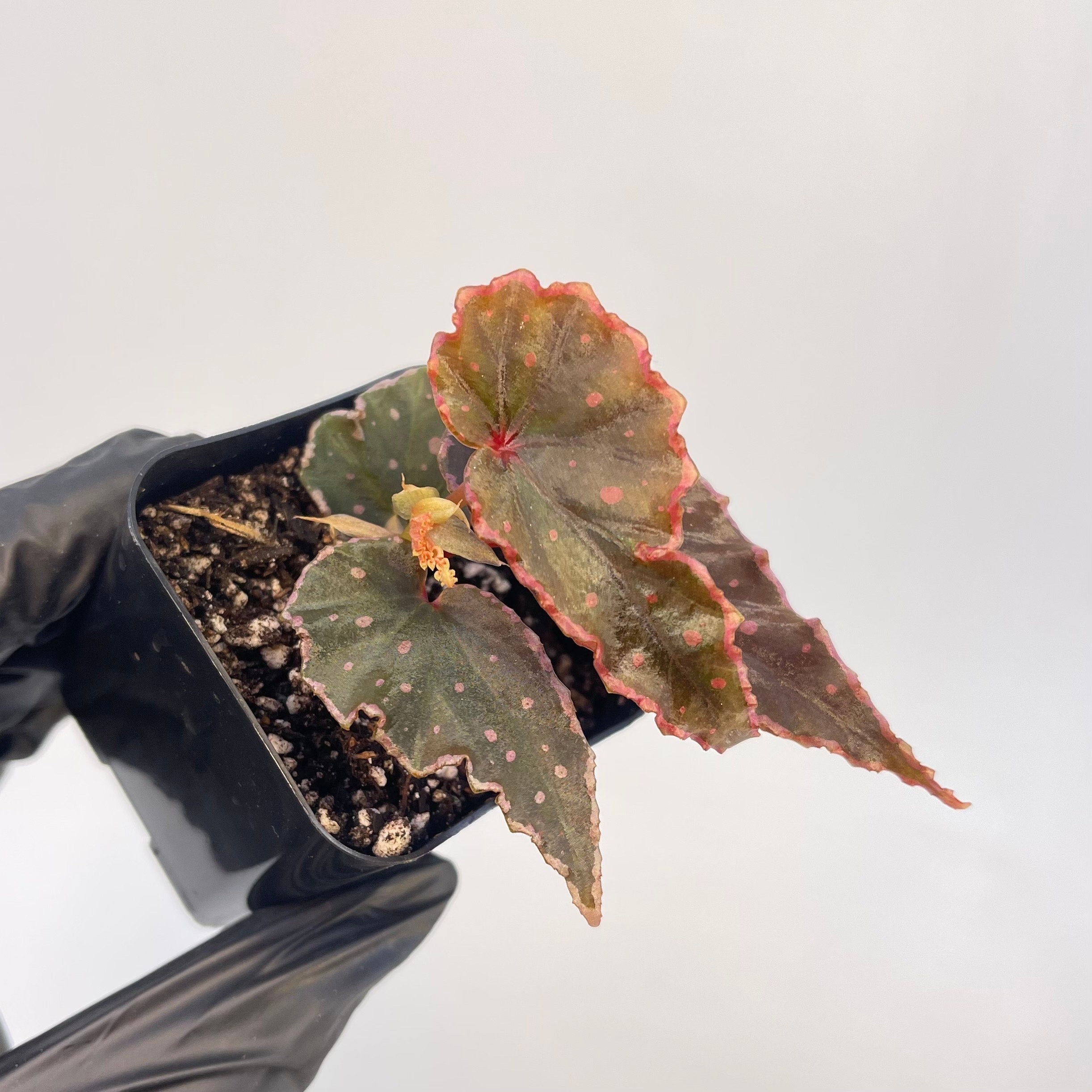 Begonia Botanicaz 5