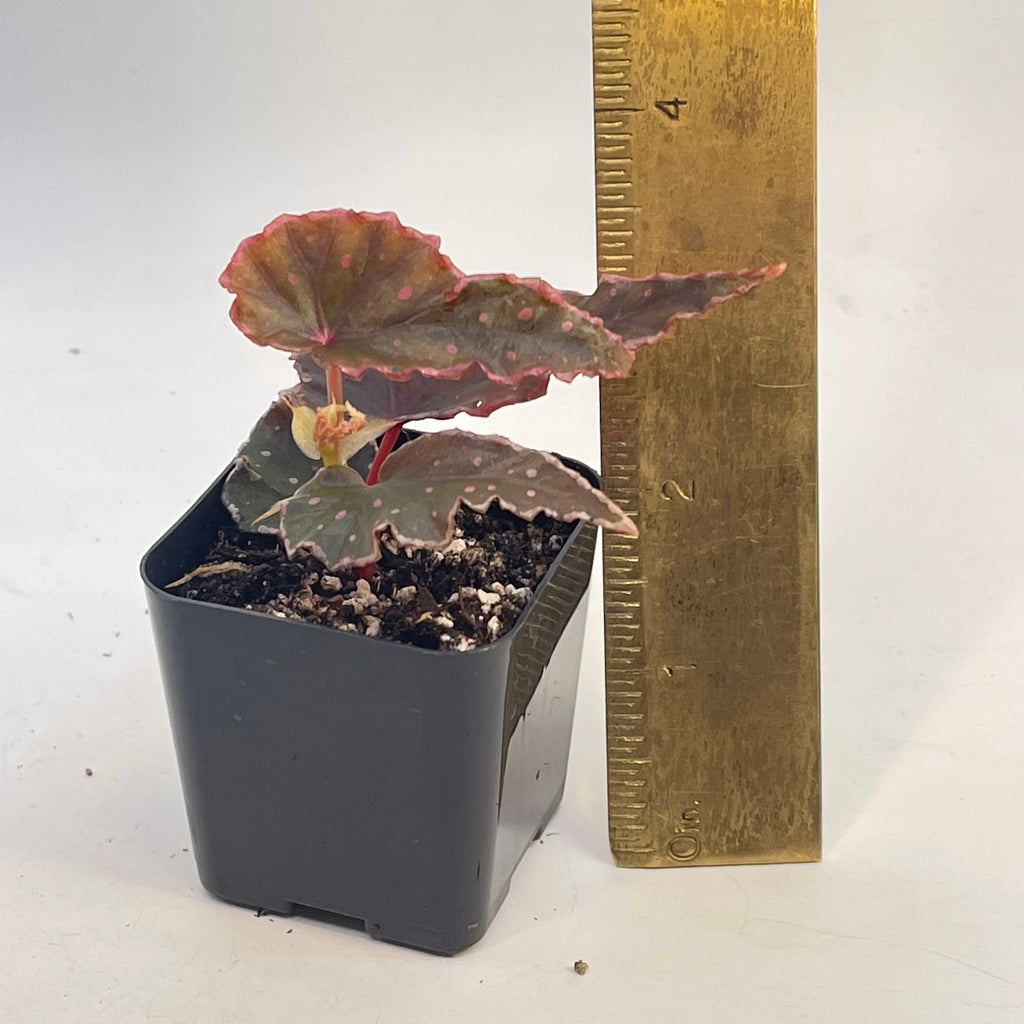 Begonia Botanicaz 5