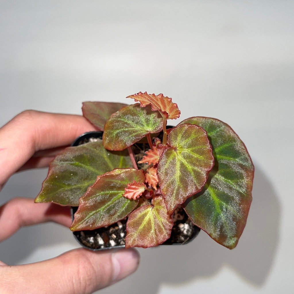 READY SOON Begonia Botanicaz 89
