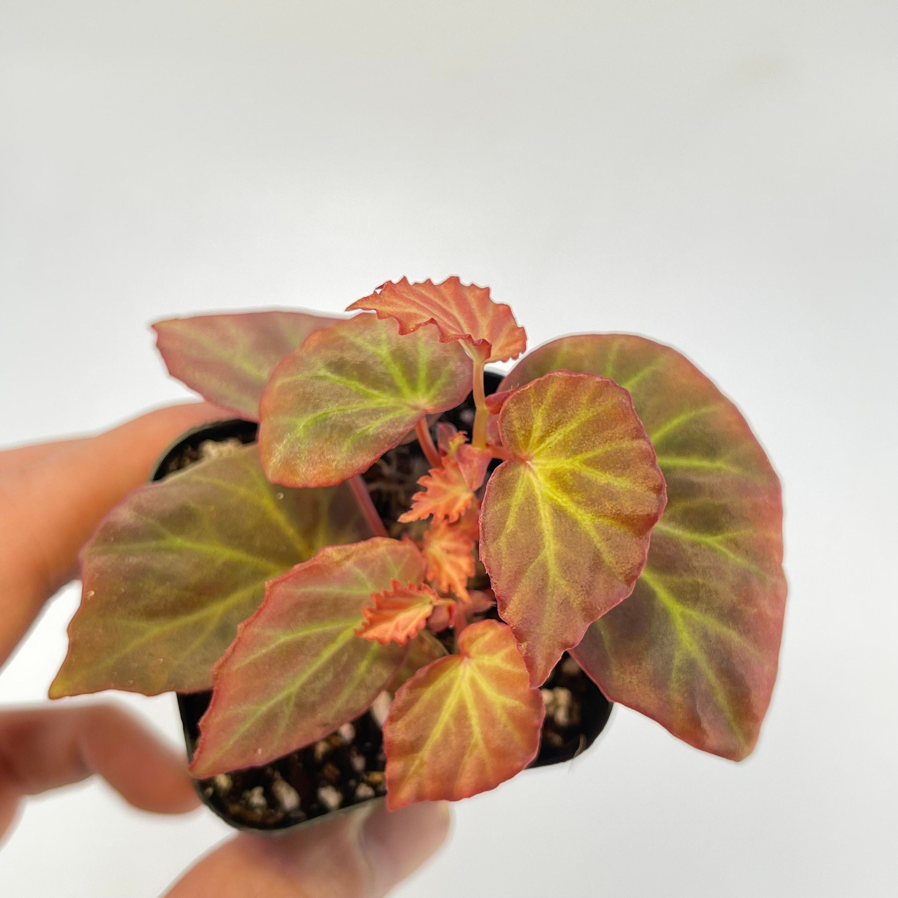 READY SOON Begonia Botanicaz 89