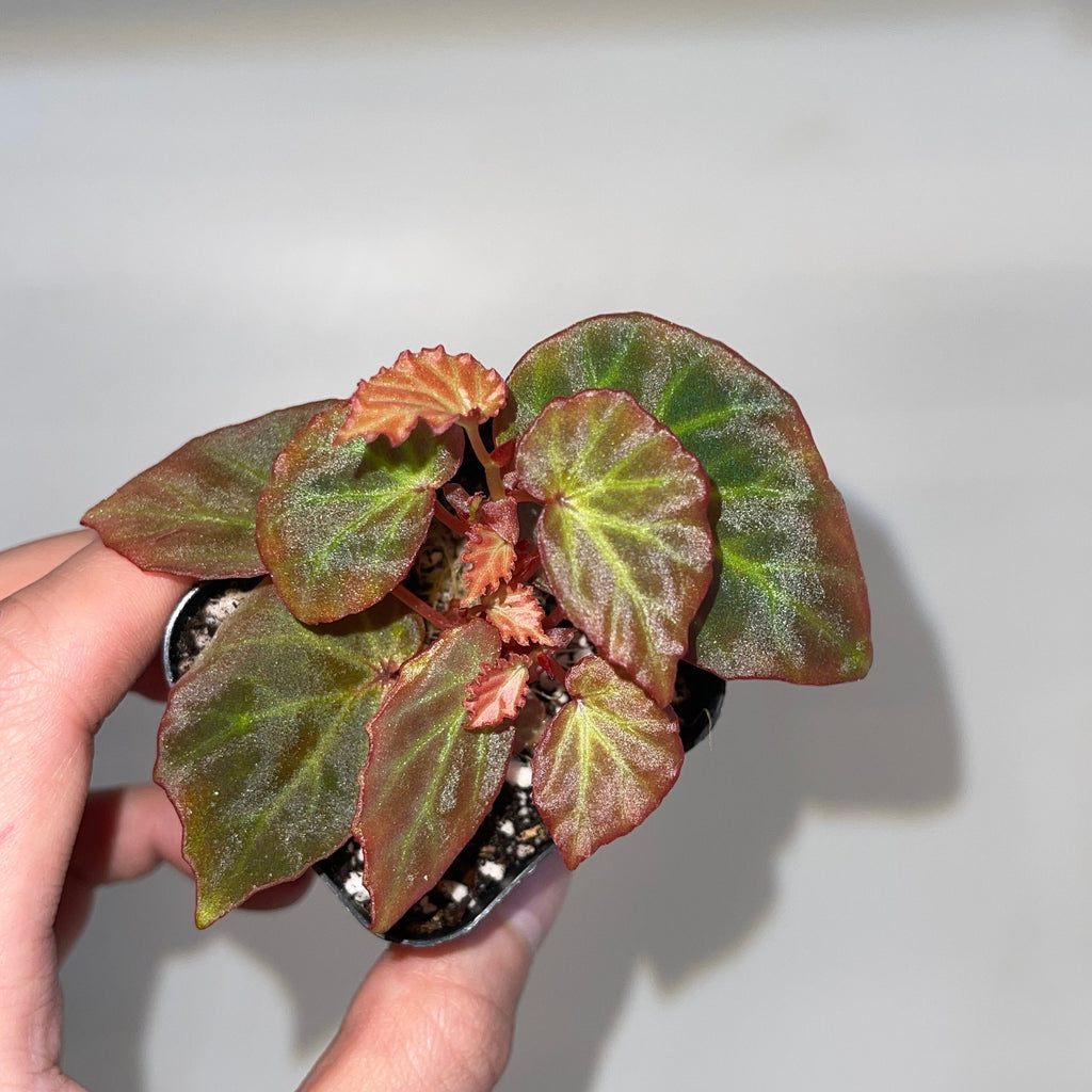 READY SOON Begonia Botanicaz 89