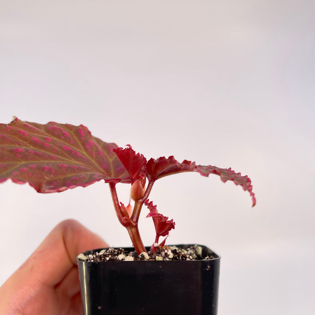 READY SOON Begonia Botanicaz 65