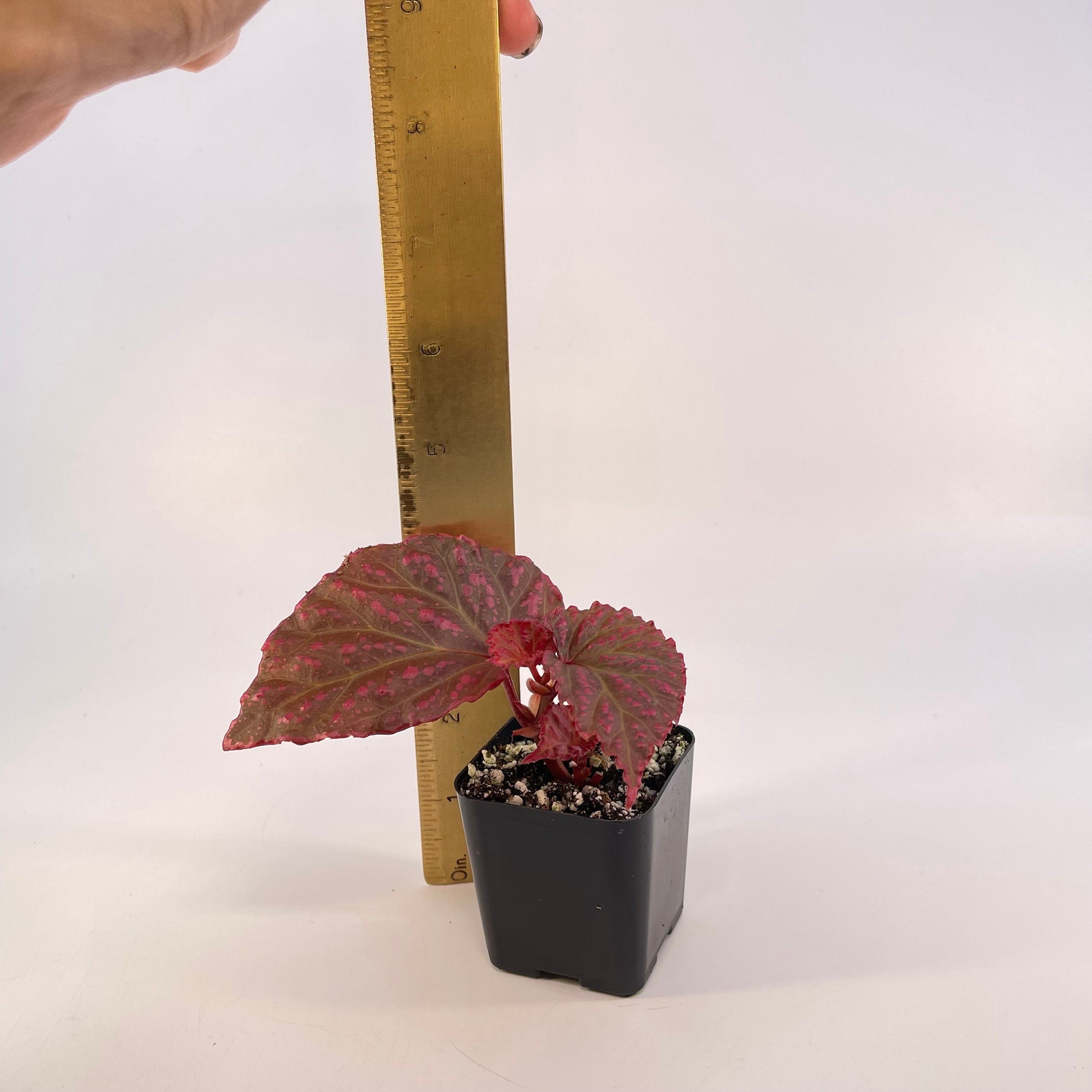 READY SOON Begonia Botanicaz 65