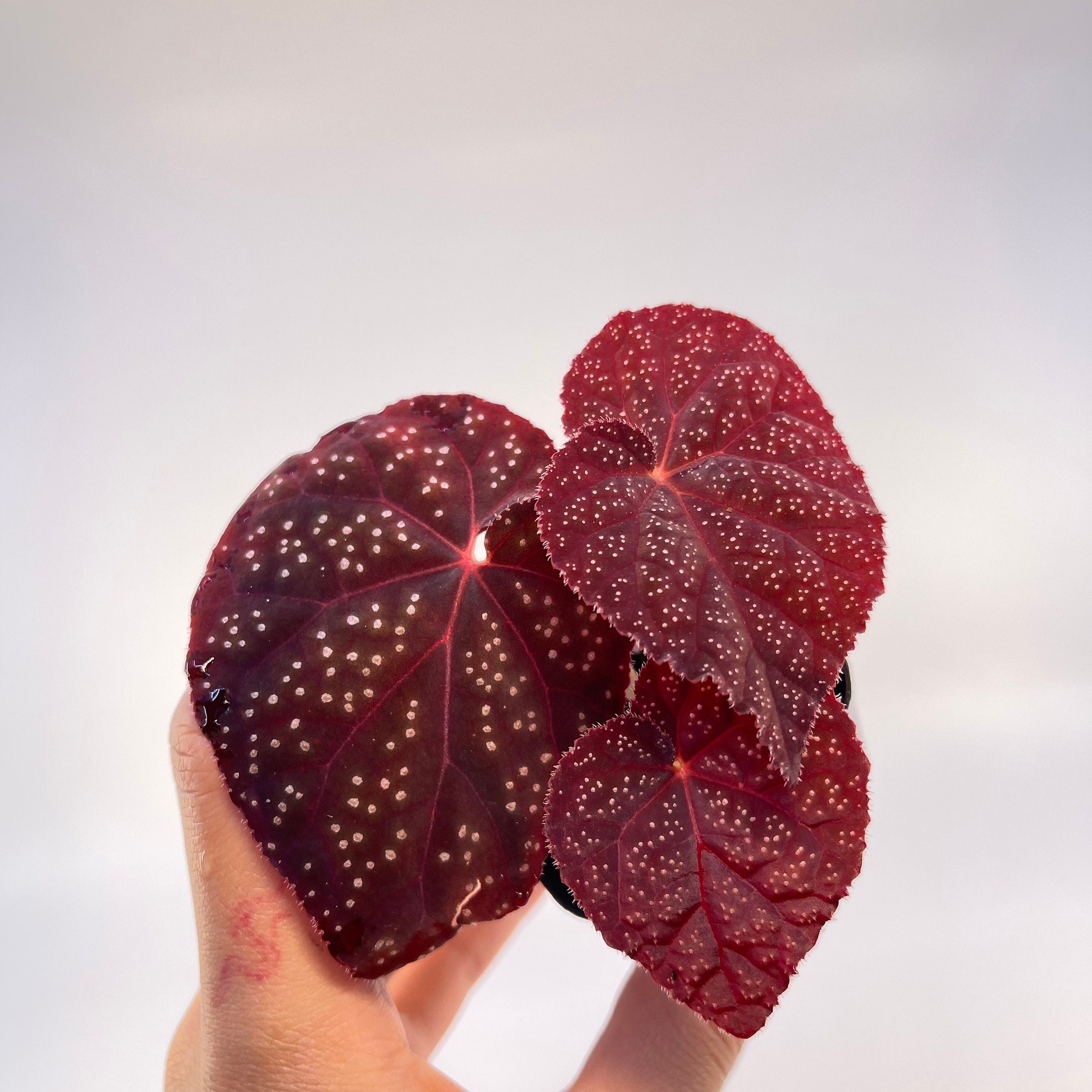 READY SOON Begonia Botanicaz 45 V.1 (Can acclimate to house conditions)