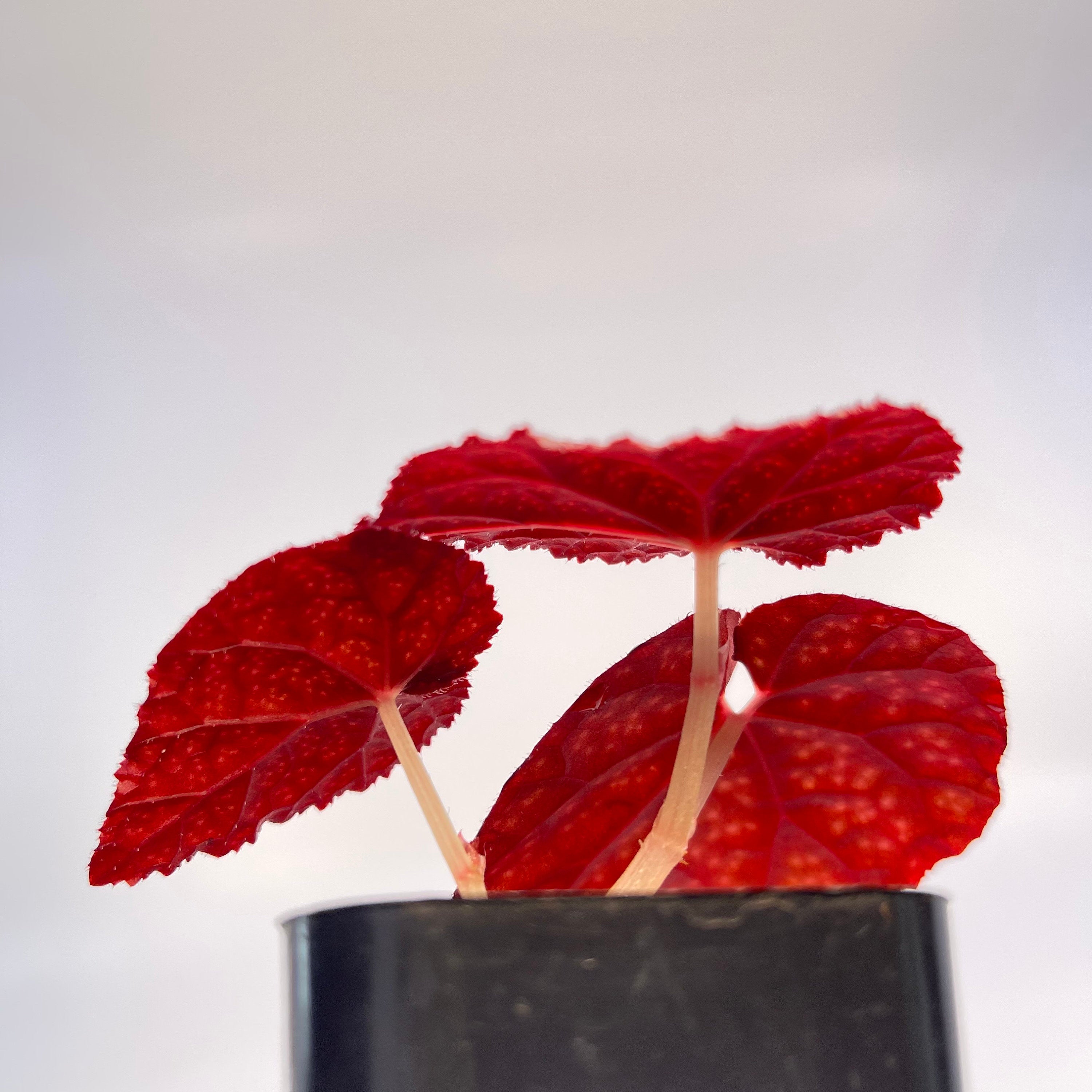 READY SOON Begonia Botanicaz 45 V.1 (Can acclimate to house conditions)