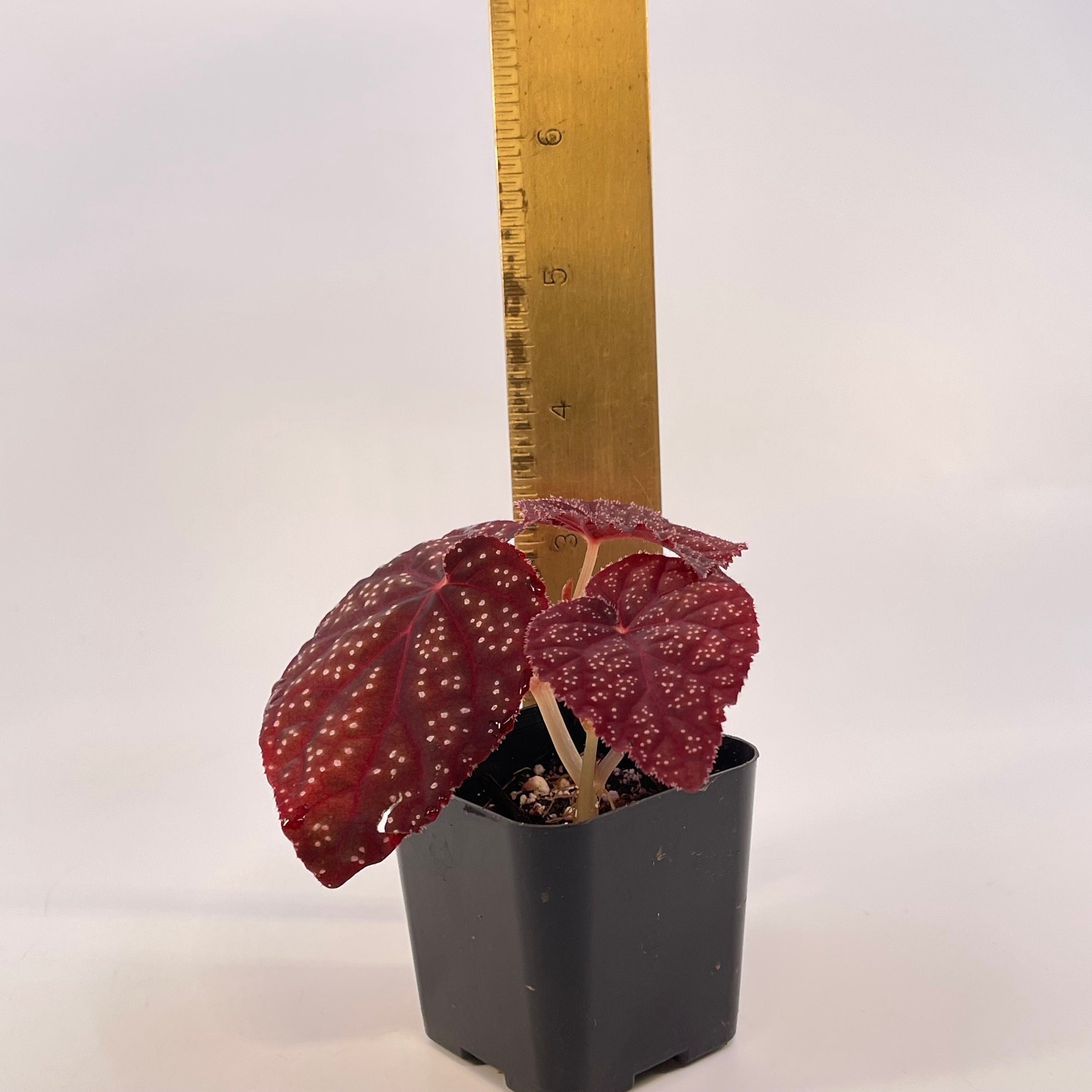 READY SOON Begonia Botanicaz 45 V.1 (Can acclimate to house conditions)