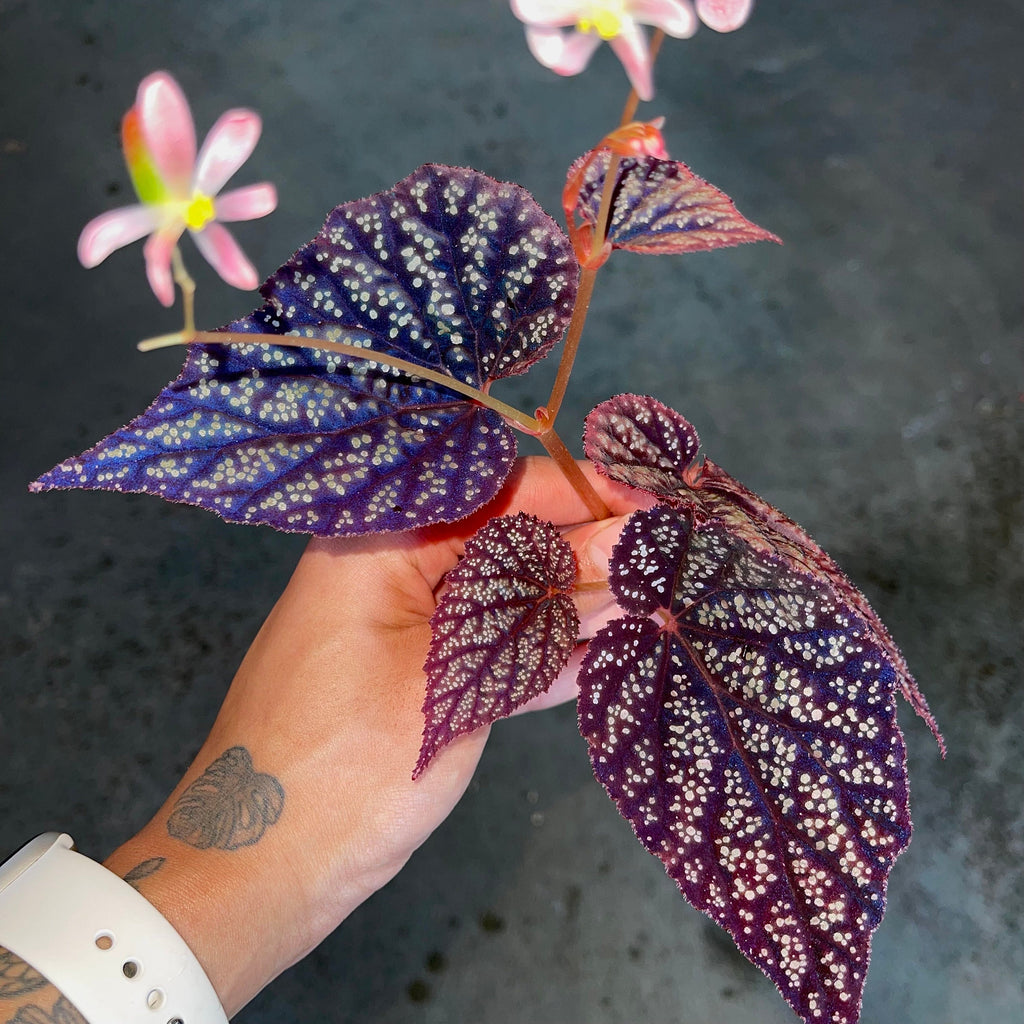 Begonia Botanicaz 45 V.2 (Small) (Can acclimate to house conditions)