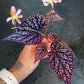 Begonia Botanicaz 45 V.2 (Small) (Can acclimate to house conditions)