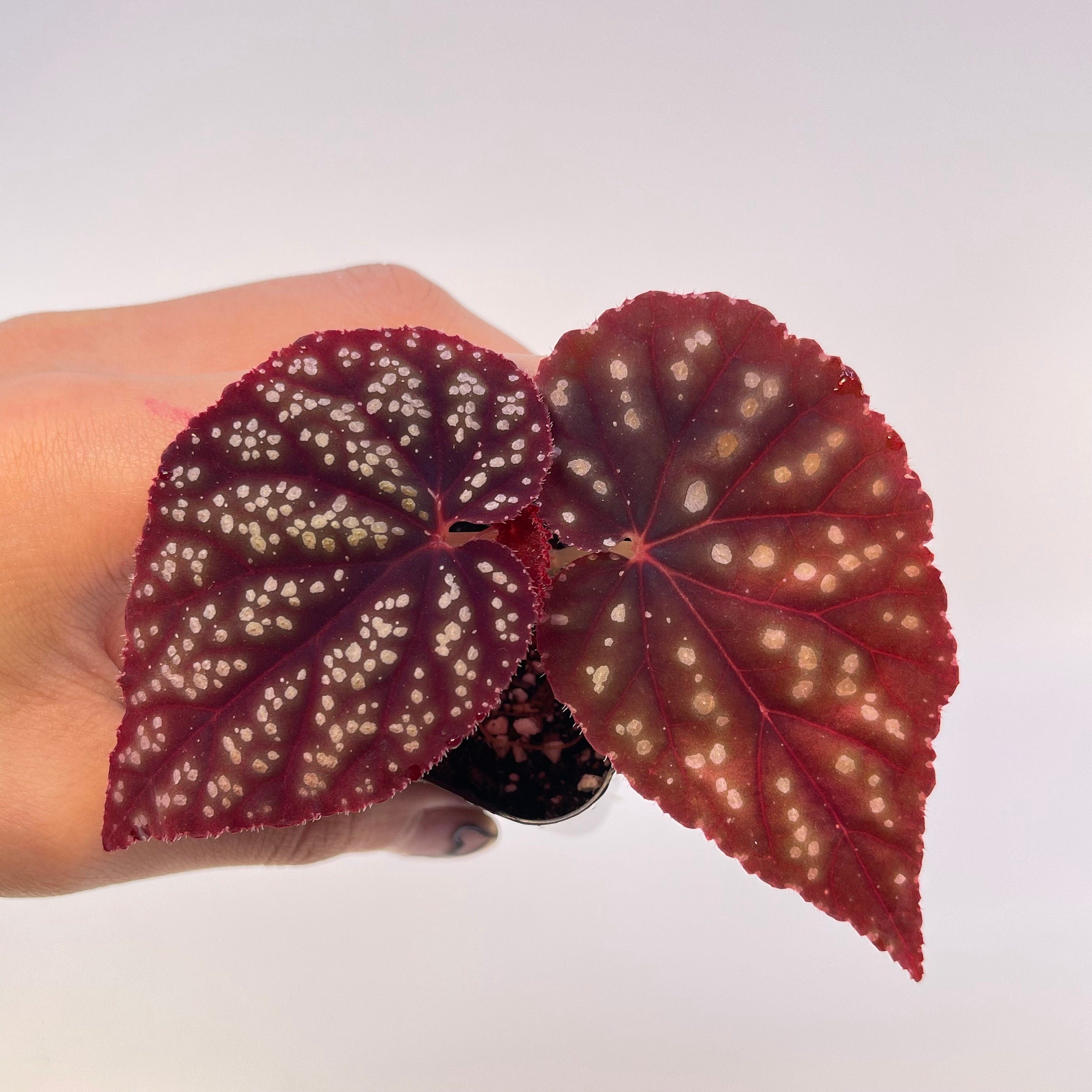 Begonia Botanicaz 45 V.2 (Small) (Can acclimate to house conditions)