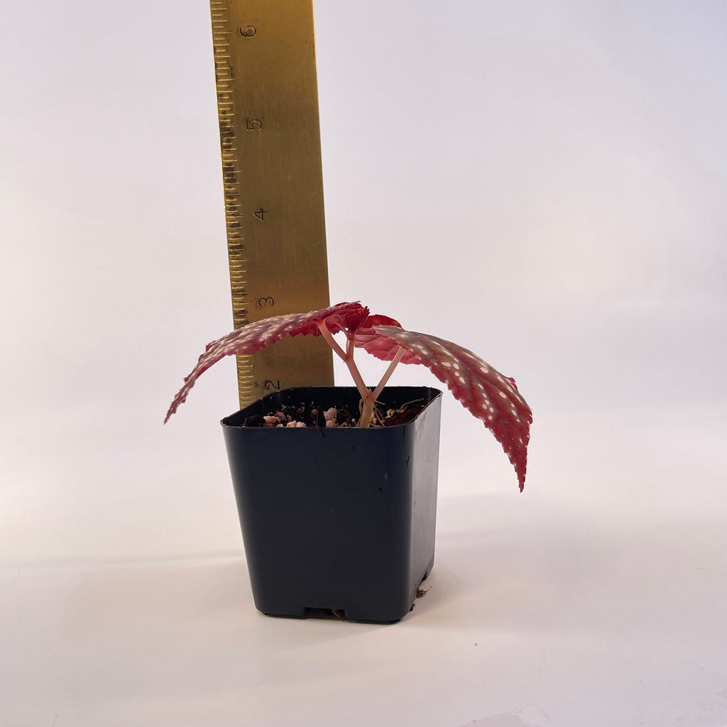 Begonia Botanicaz 45 V.2 (Small) (Can acclimate to house conditions)