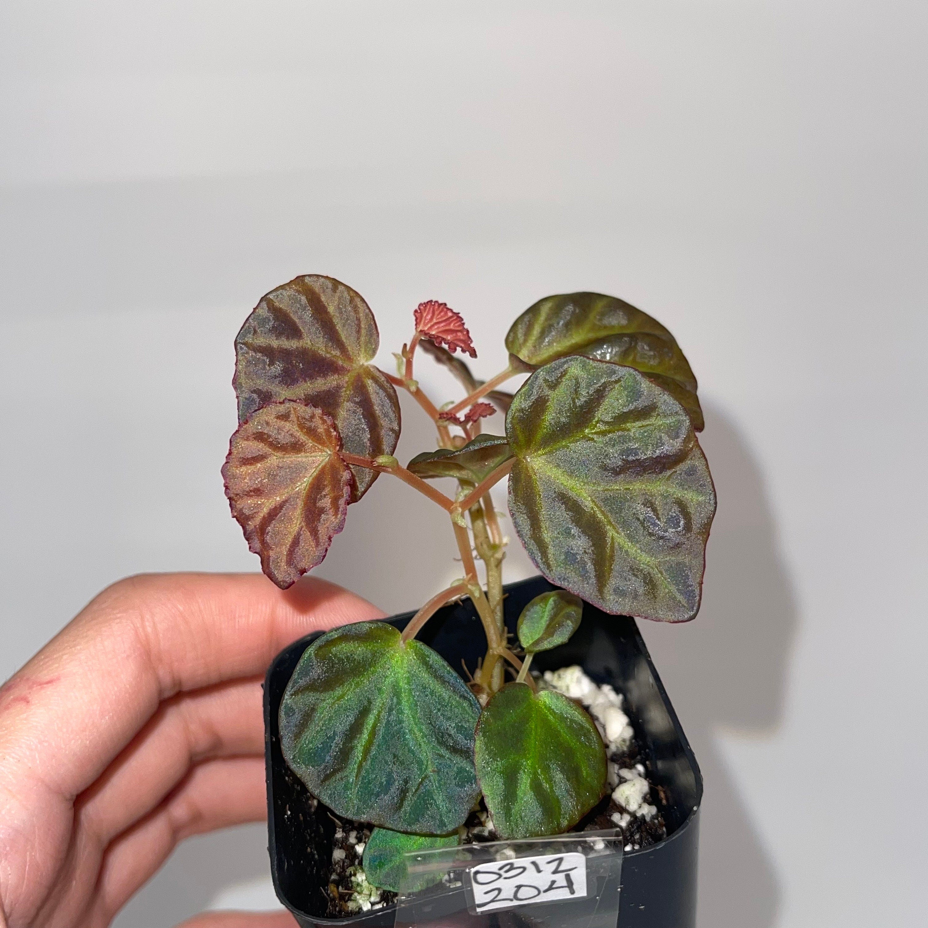 Begonia Botanicaz 85 V.1