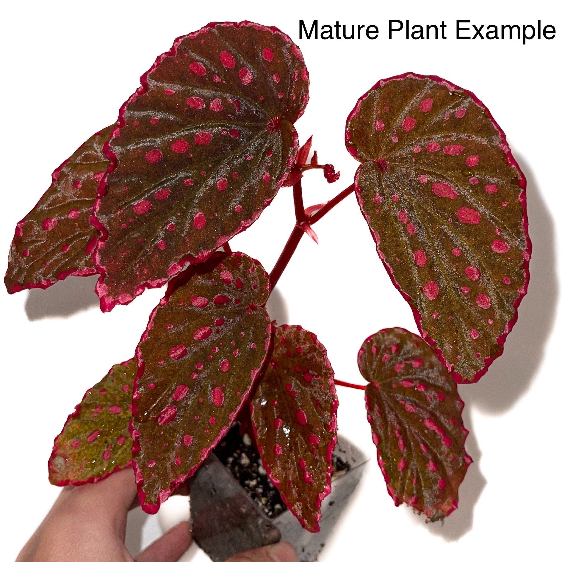 TOP CUTTING Begonia Botanicaz 44 V.1