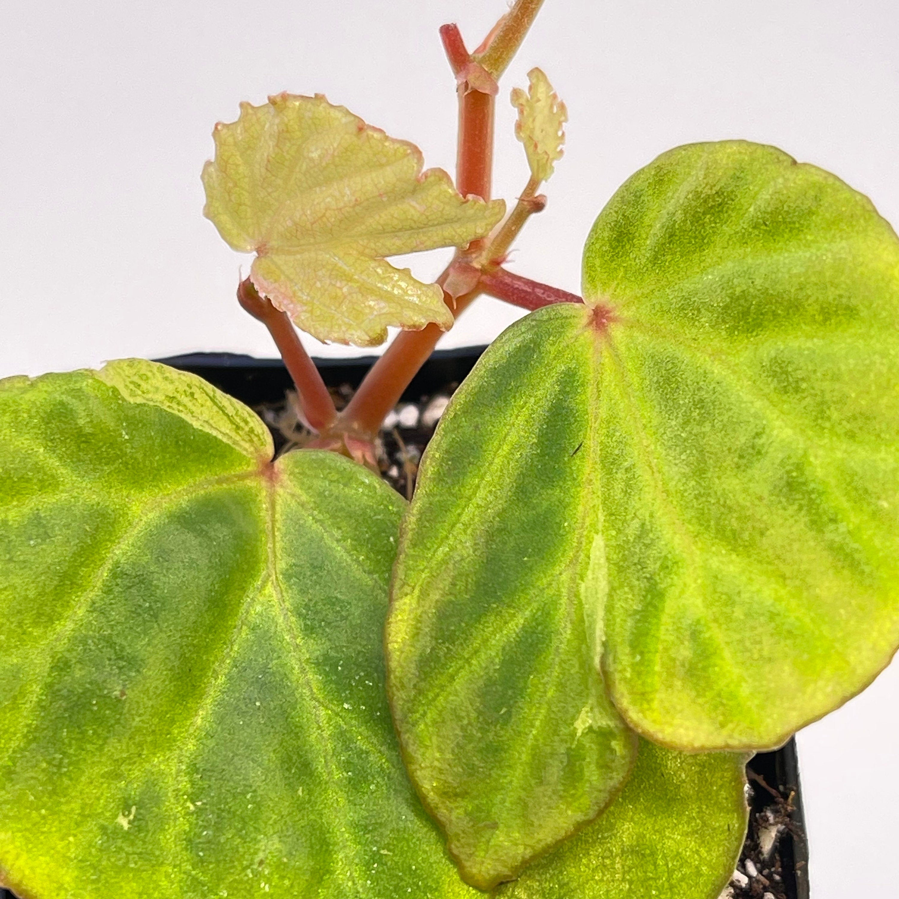 READY SOON Begonia Botanicaz 85 V.4 'Baby Blue'