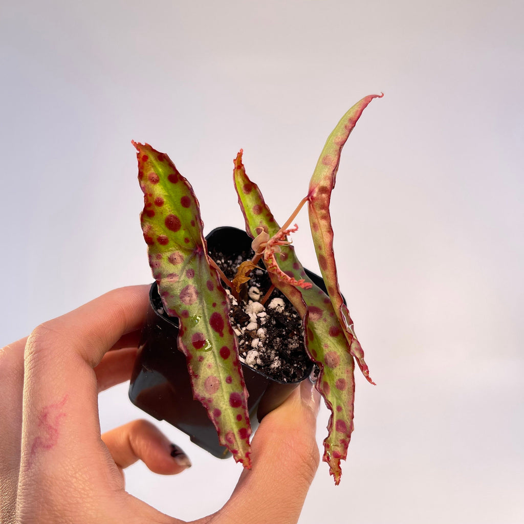 Begonia sp. amphioxus (Can acclimate to house conditions)