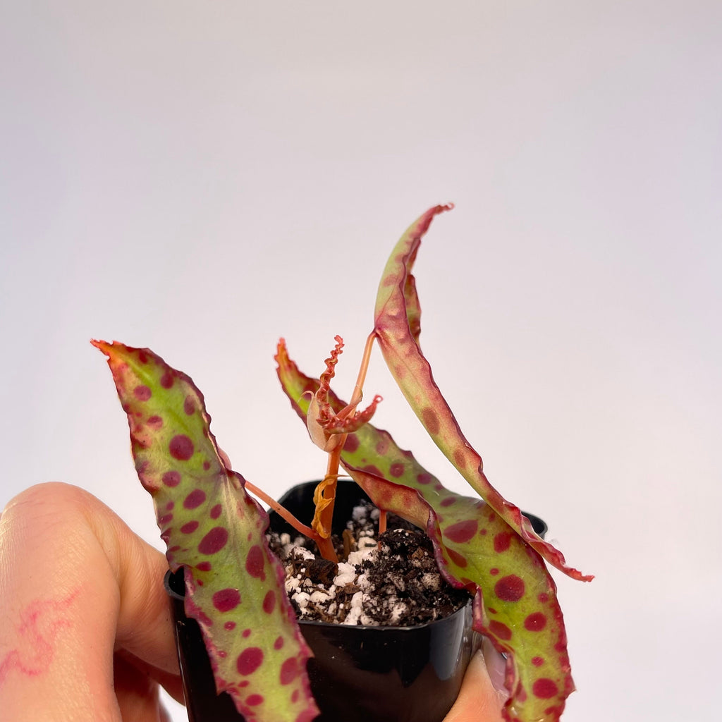 Begonia sp. amphioxus (Can acclimate to house conditions)