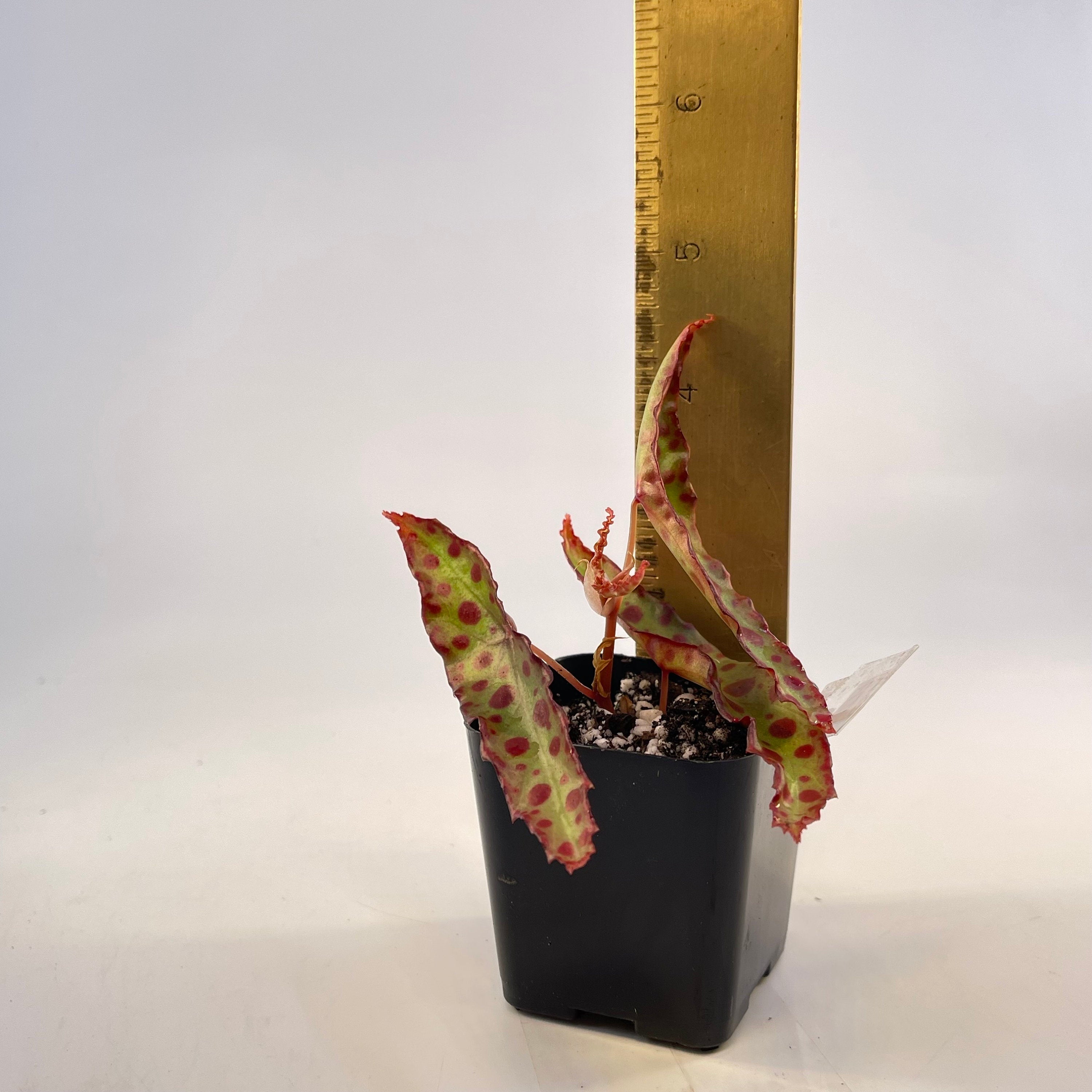 Begonia sp. amphioxus (Can acclimate to house conditions)