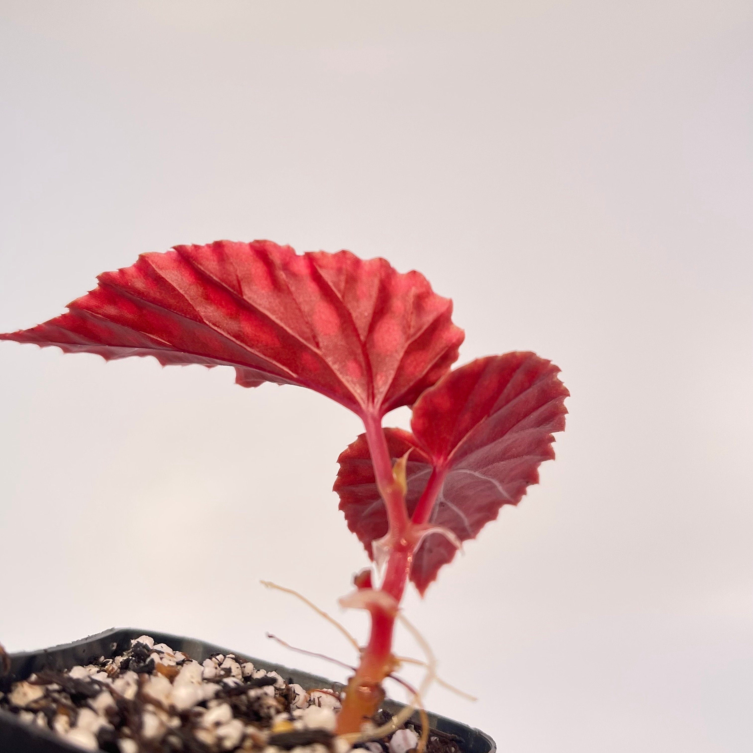READY SOON Begonia Botanicaz 2