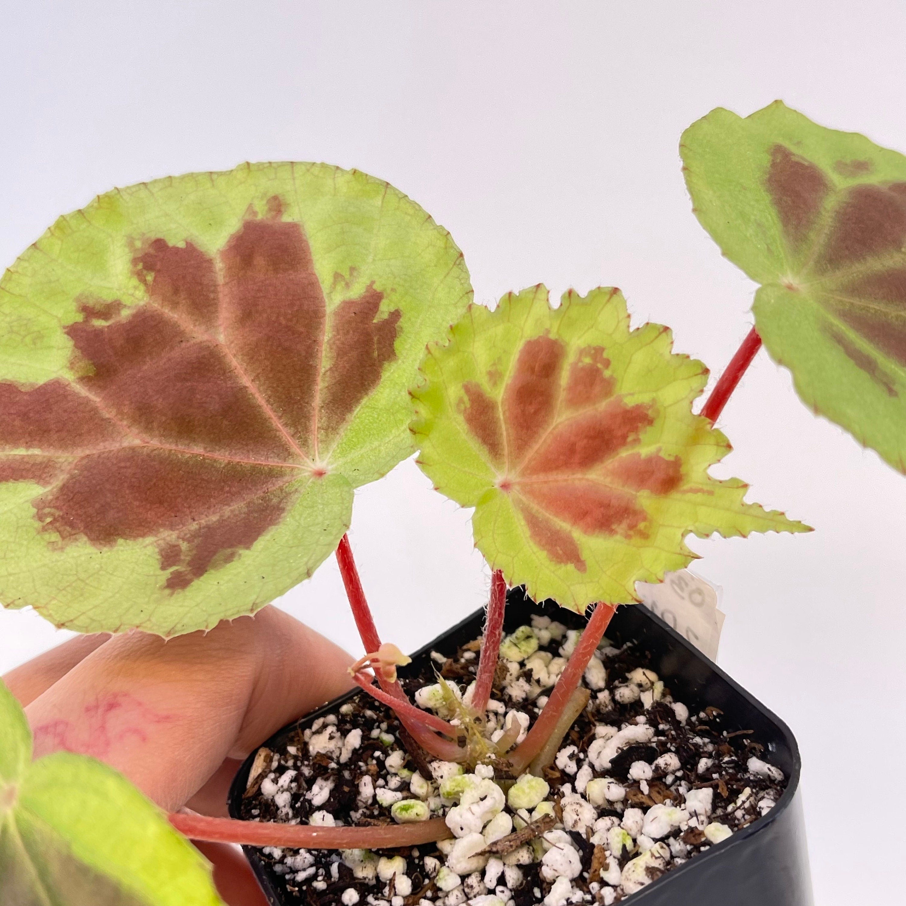 Begonia sp. ‘Dongoranensis’ (Fragrant blooms)