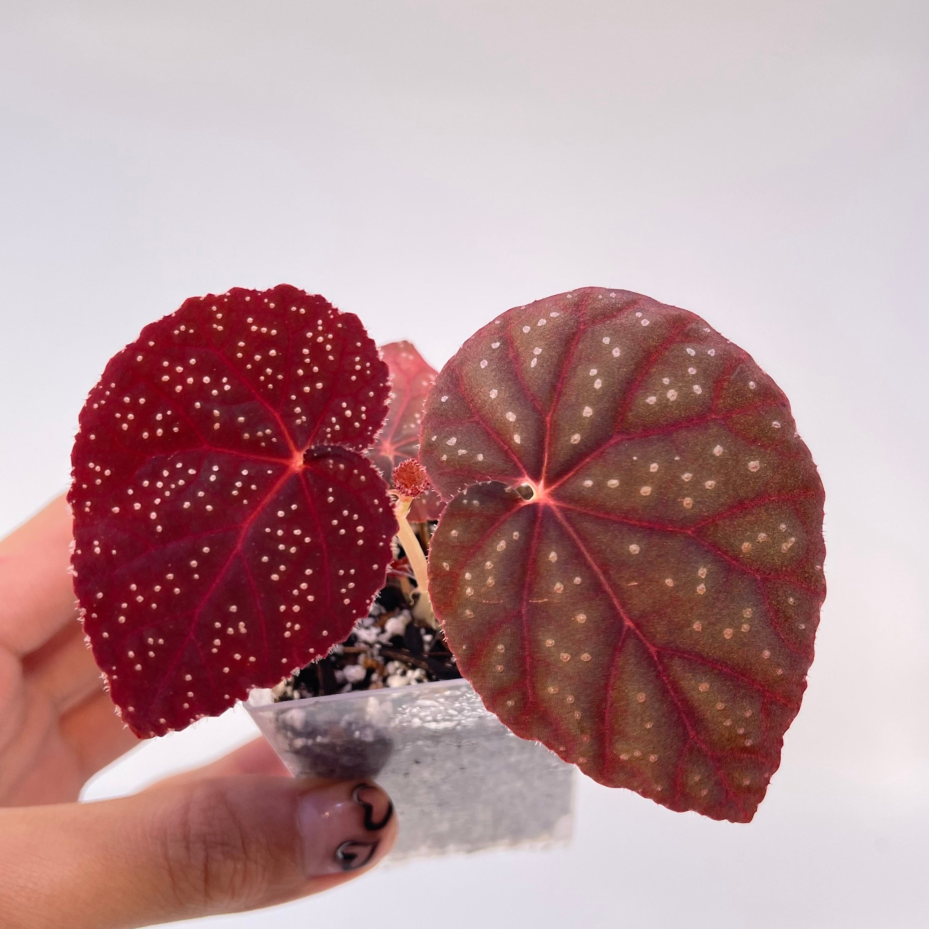 Begonia Botanicaz 45 V.1 (Small) (Can acclimate to house conditions)