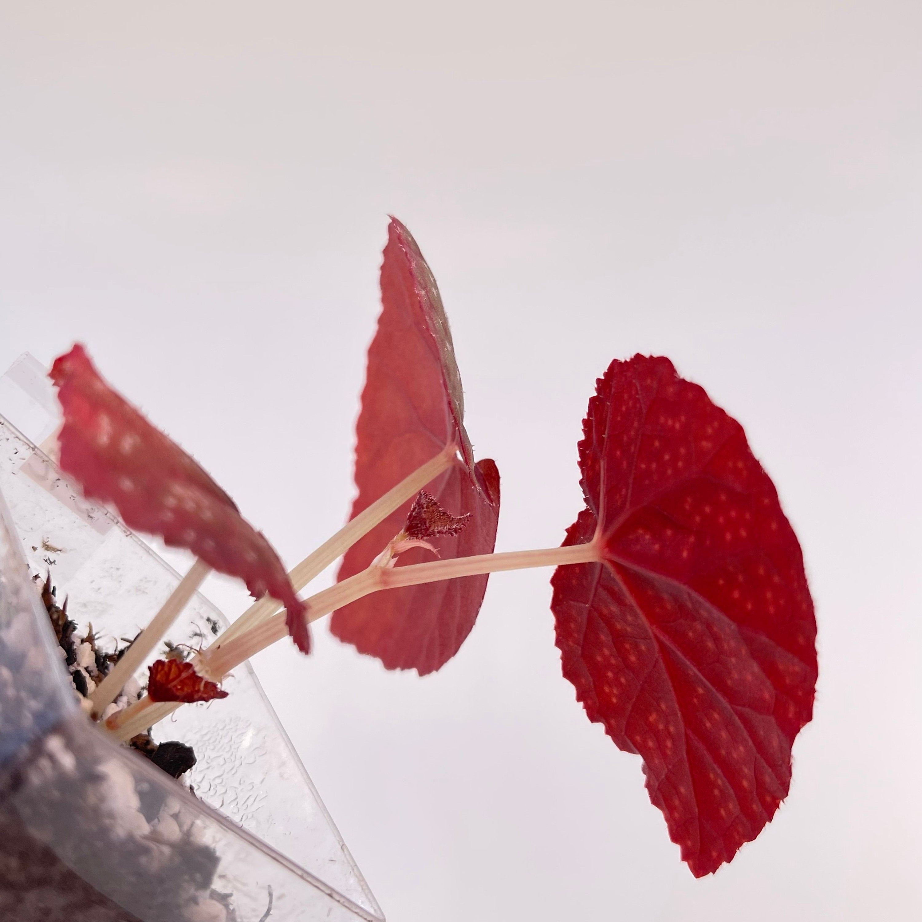 Begonia Botanicaz 45 V.1 (Small) (Can acclimate to house conditions)