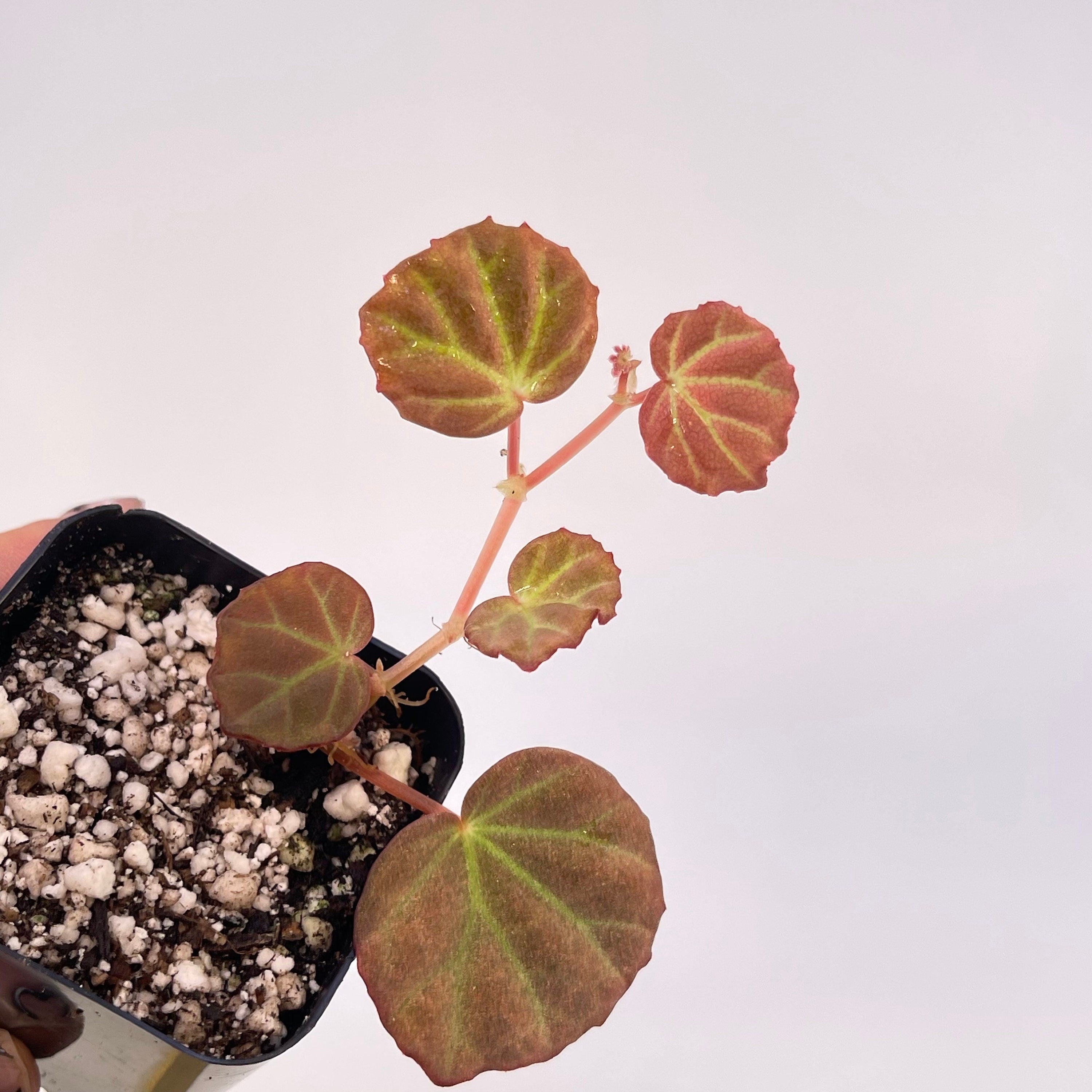 READY SOON Begonia sp. Sarawak