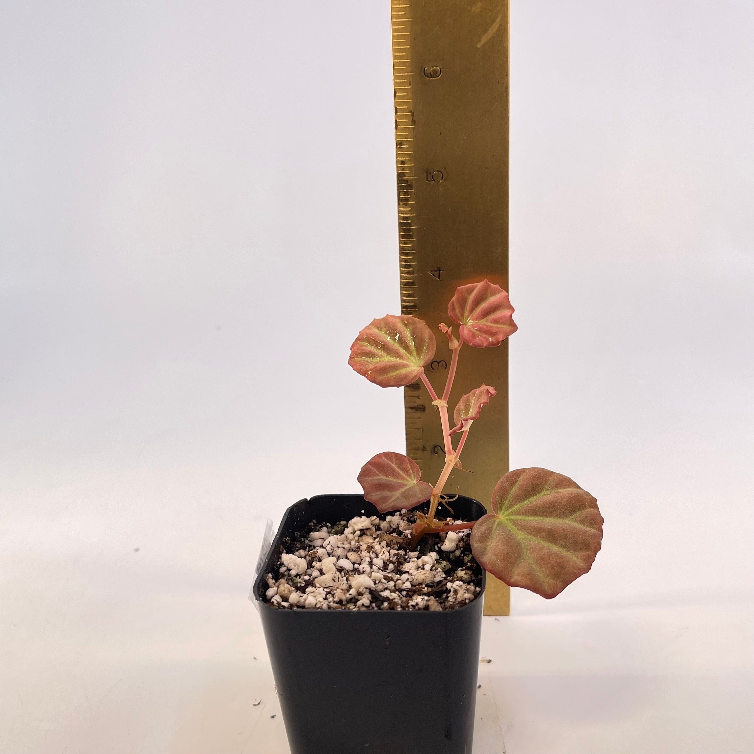 Begonia sp. Sarawak