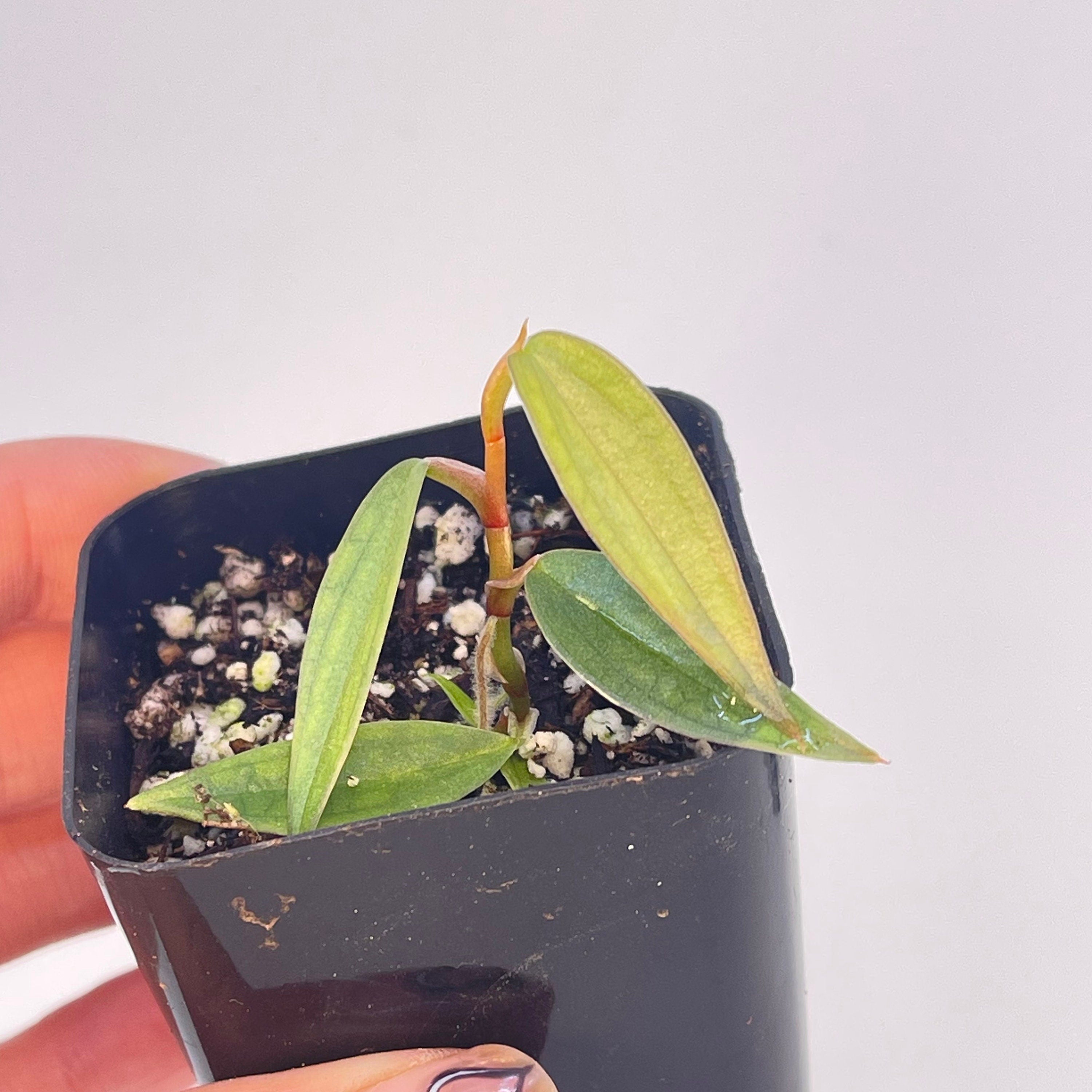 READY SOON Philodendron Burle Marx 'Fantasy'
