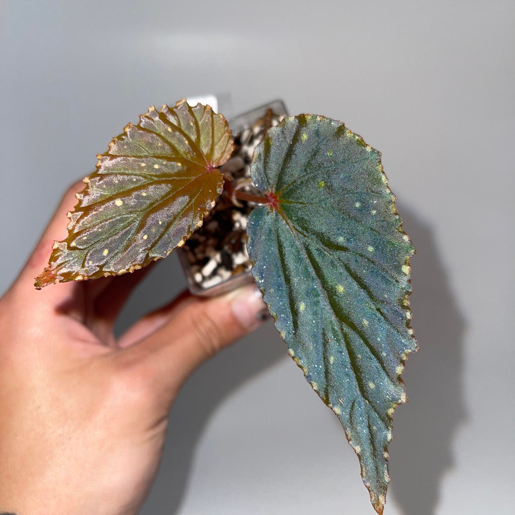 Begonia Botanicaz 10 V.3