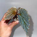 Begonia Botanicaz 10 V.3