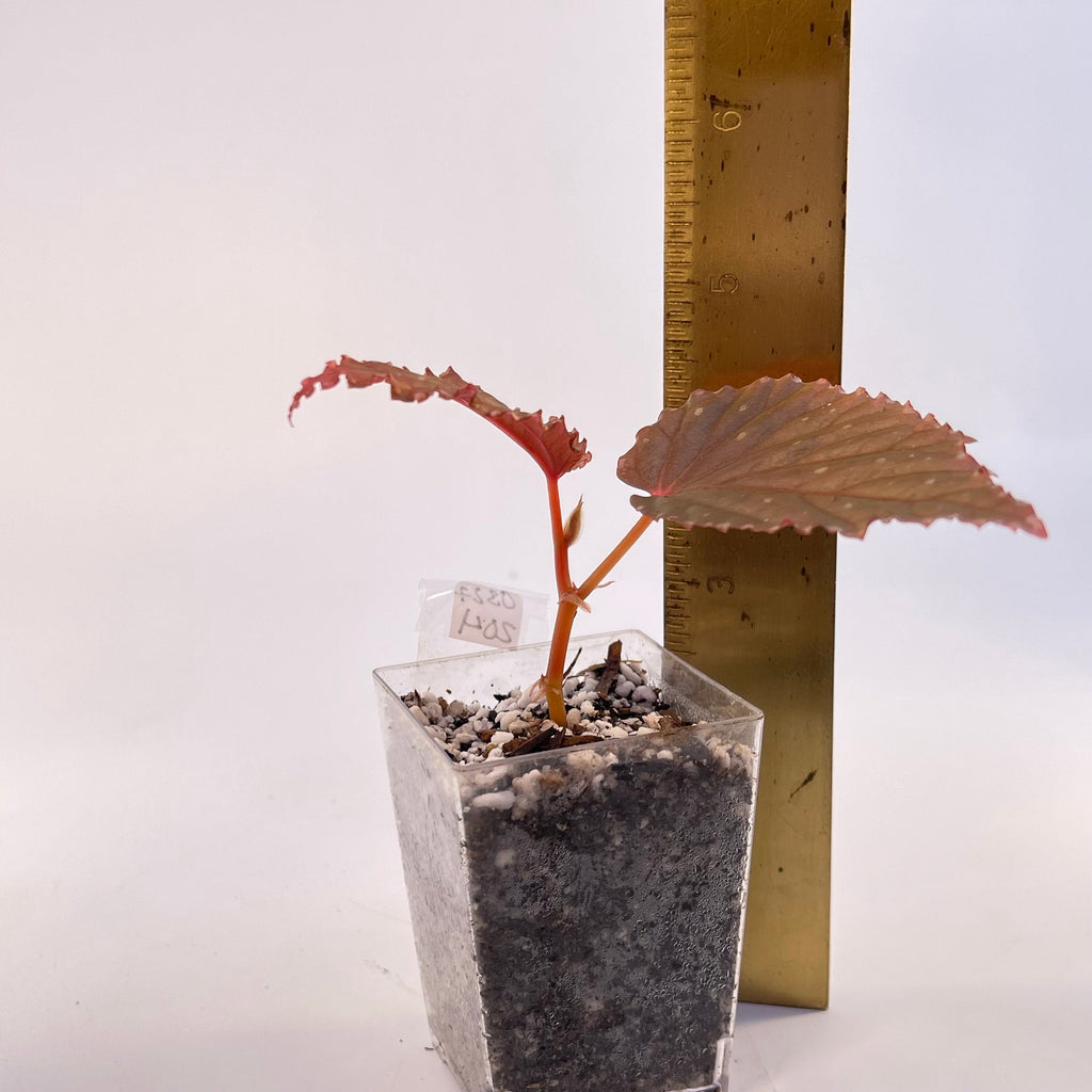 Begonia Botanicaz 10 V.3