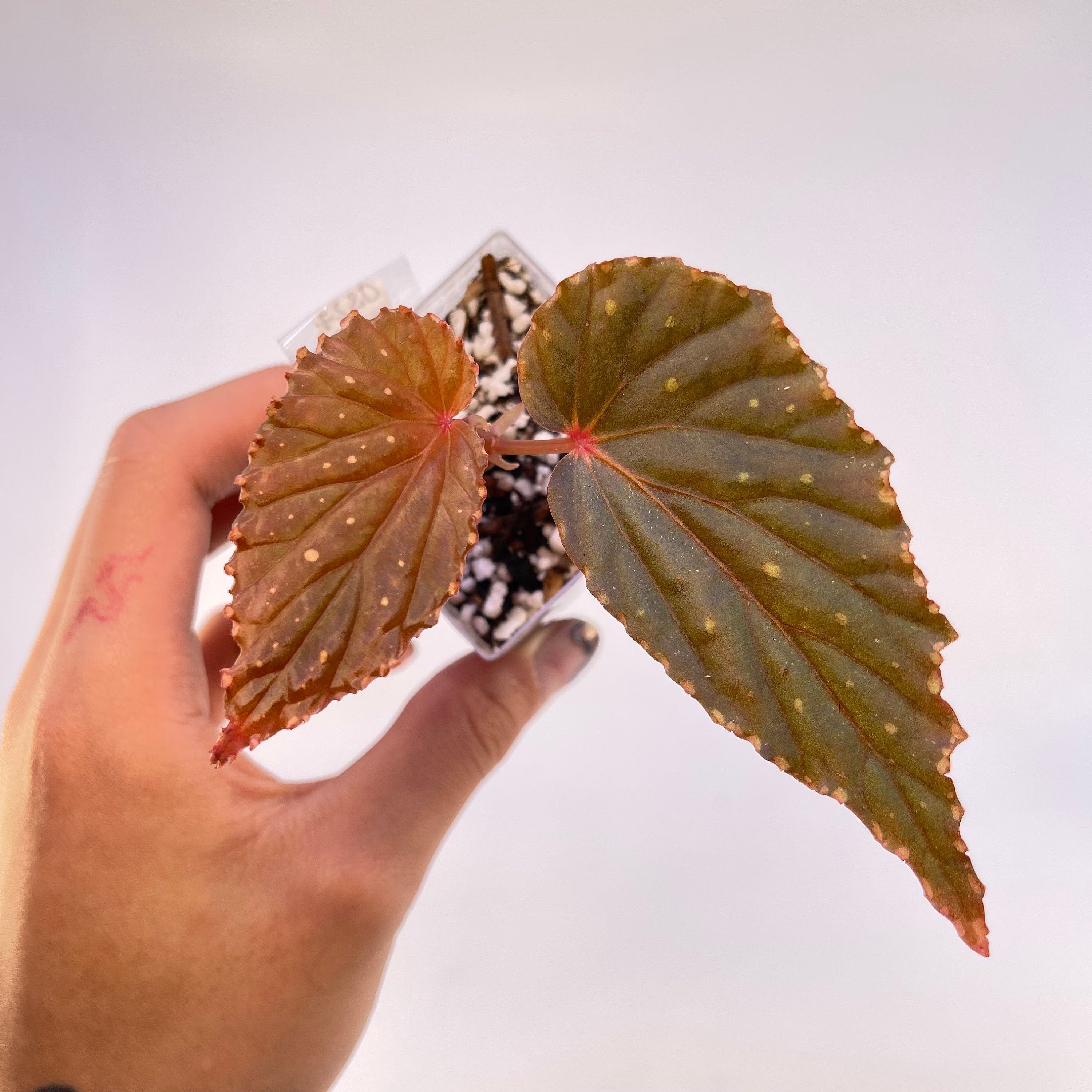 Begonia Botanicaz 10 V.3