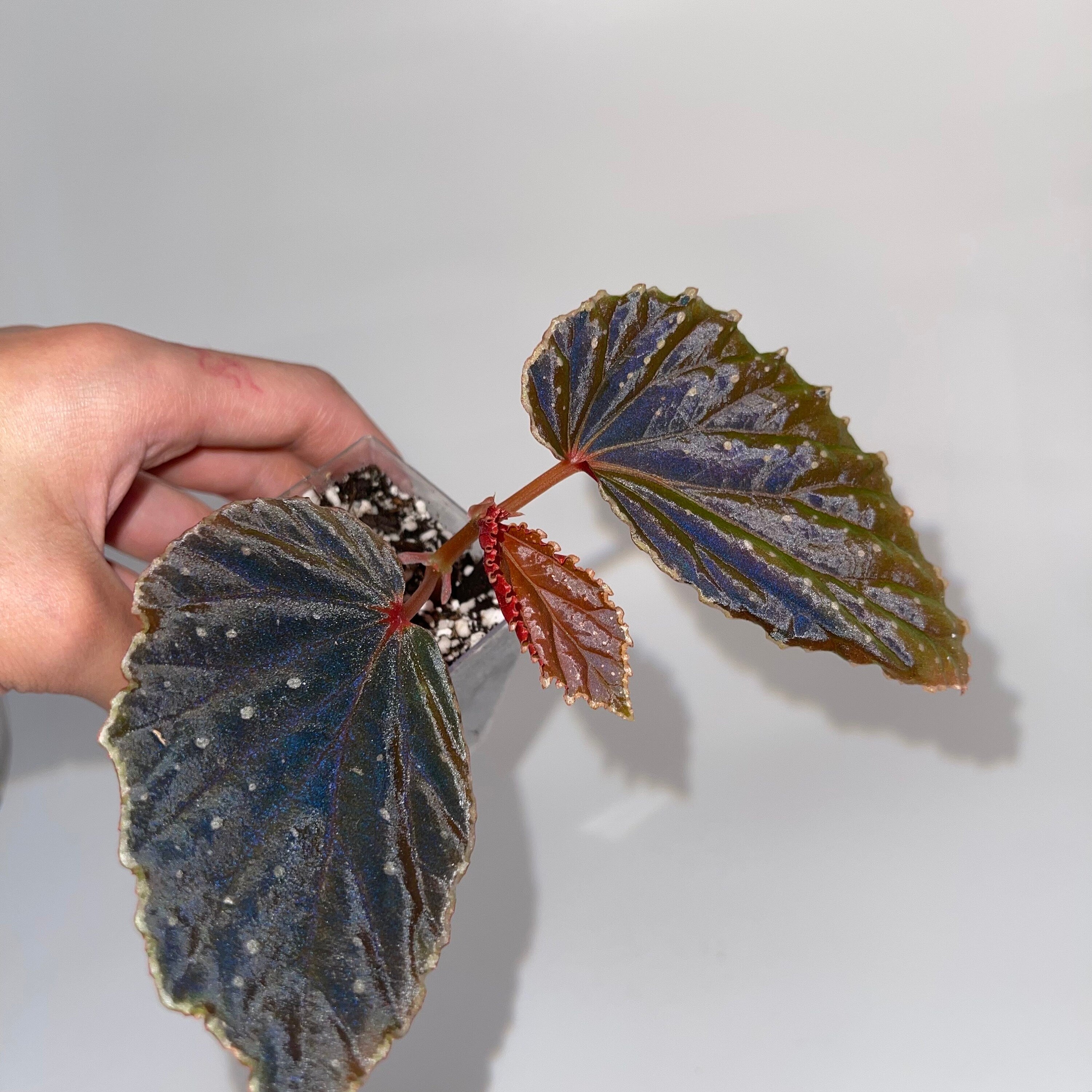 Begonia ‘Botanicaz 24’