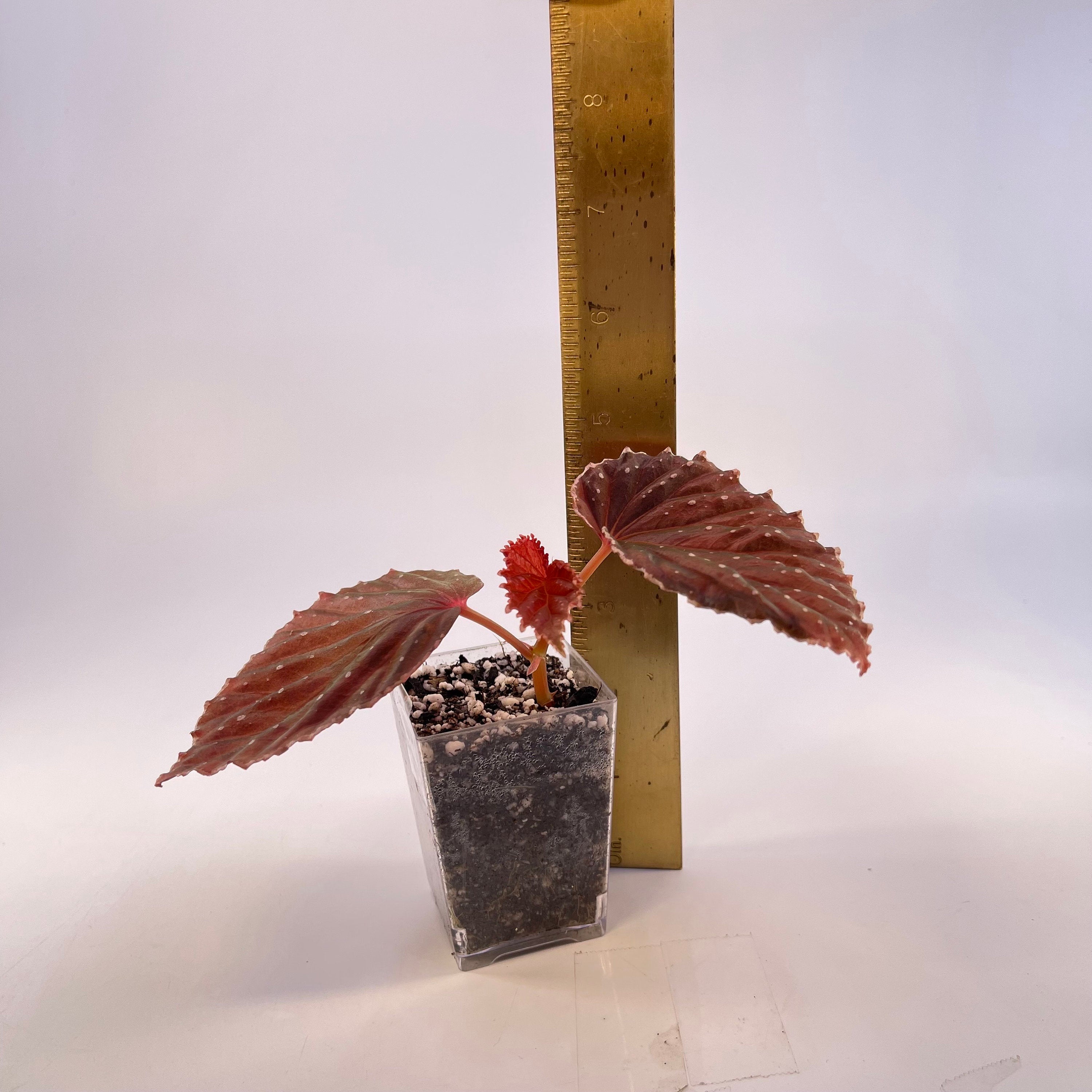 Begonia ‘Botanicaz 24’