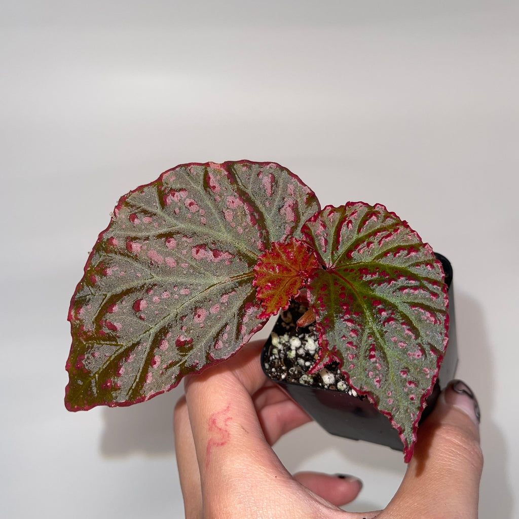 READY SOON Begonia Botanicaz 65