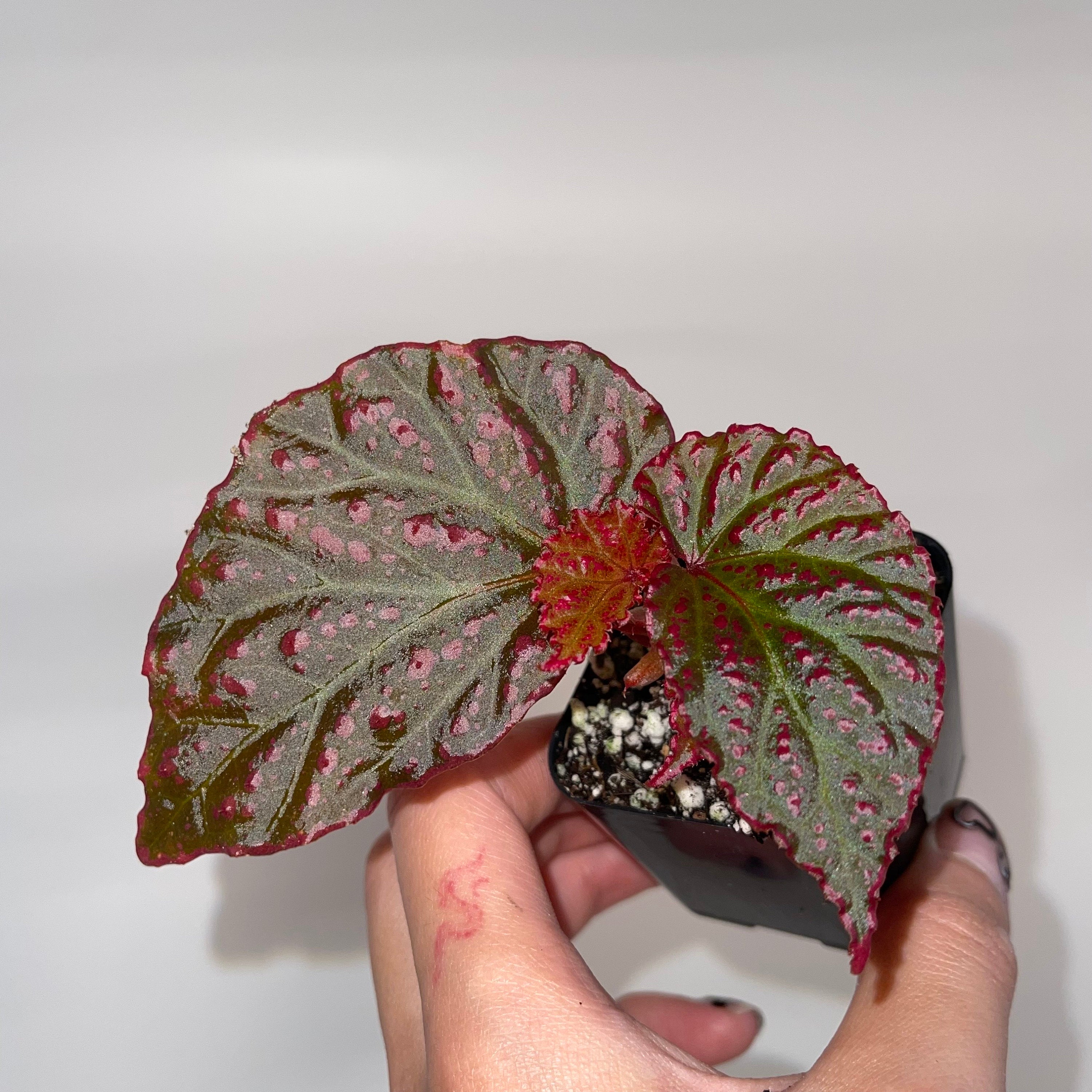 READY SOON Begonia Botanicaz 65