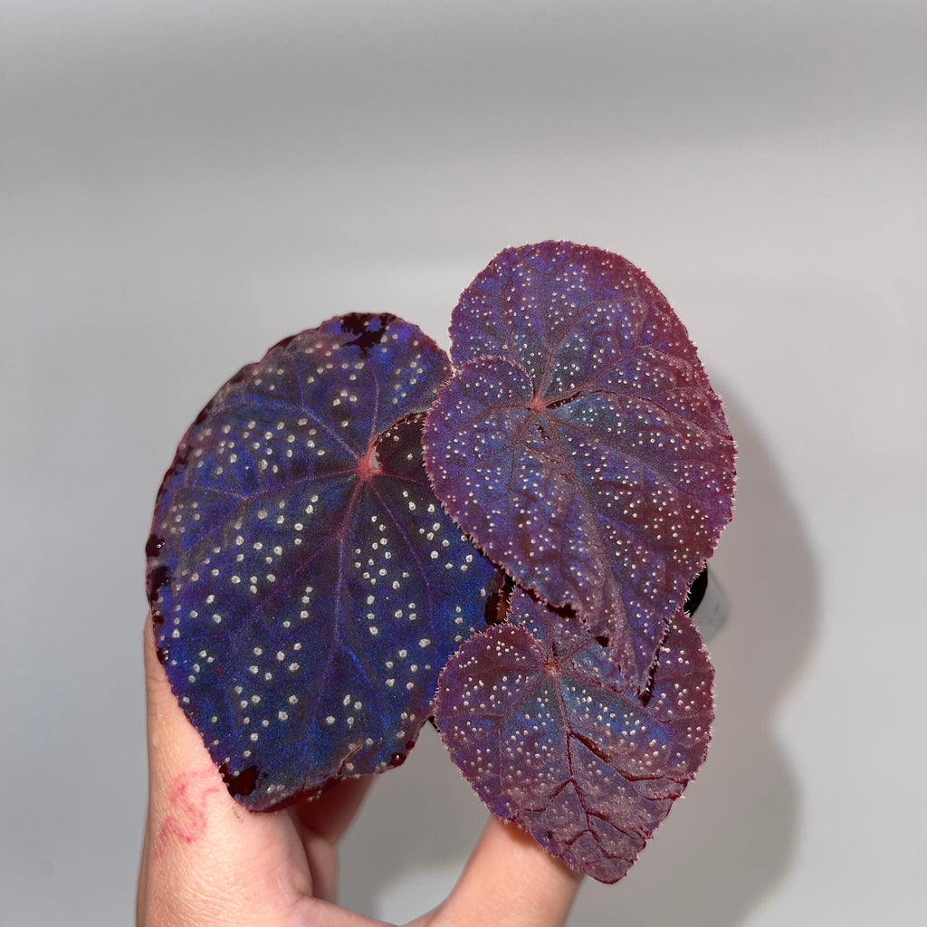 READY SOON Begonia Botanicaz 45 V.1 (Can acclimate to house conditions)