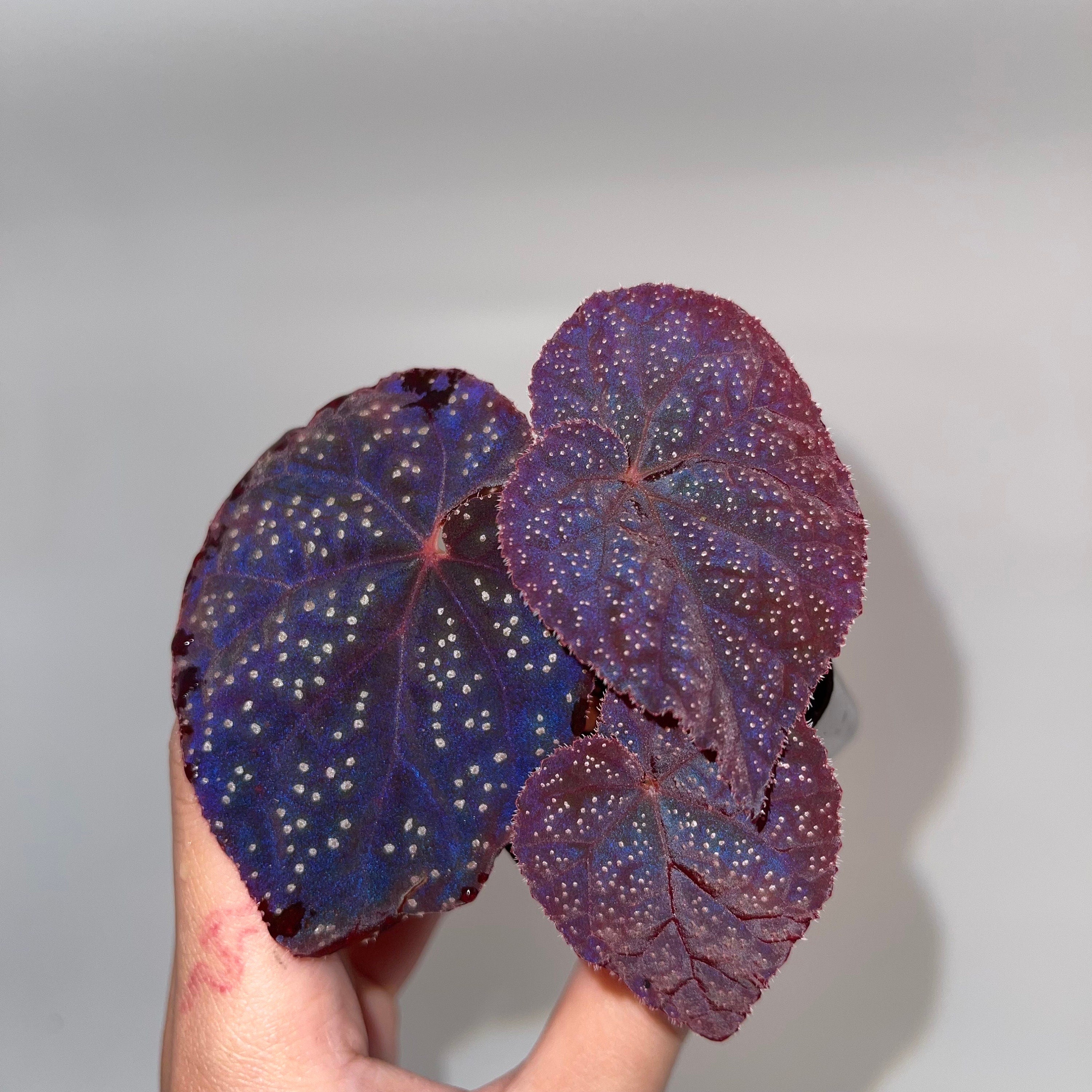 READY SOON Begonia Botanicaz 45 V.1 (Can acclimate to house conditions)