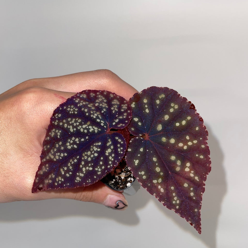 Begonia Botanicaz 45 V.2 (Small) (Can acclimate to house conditions)