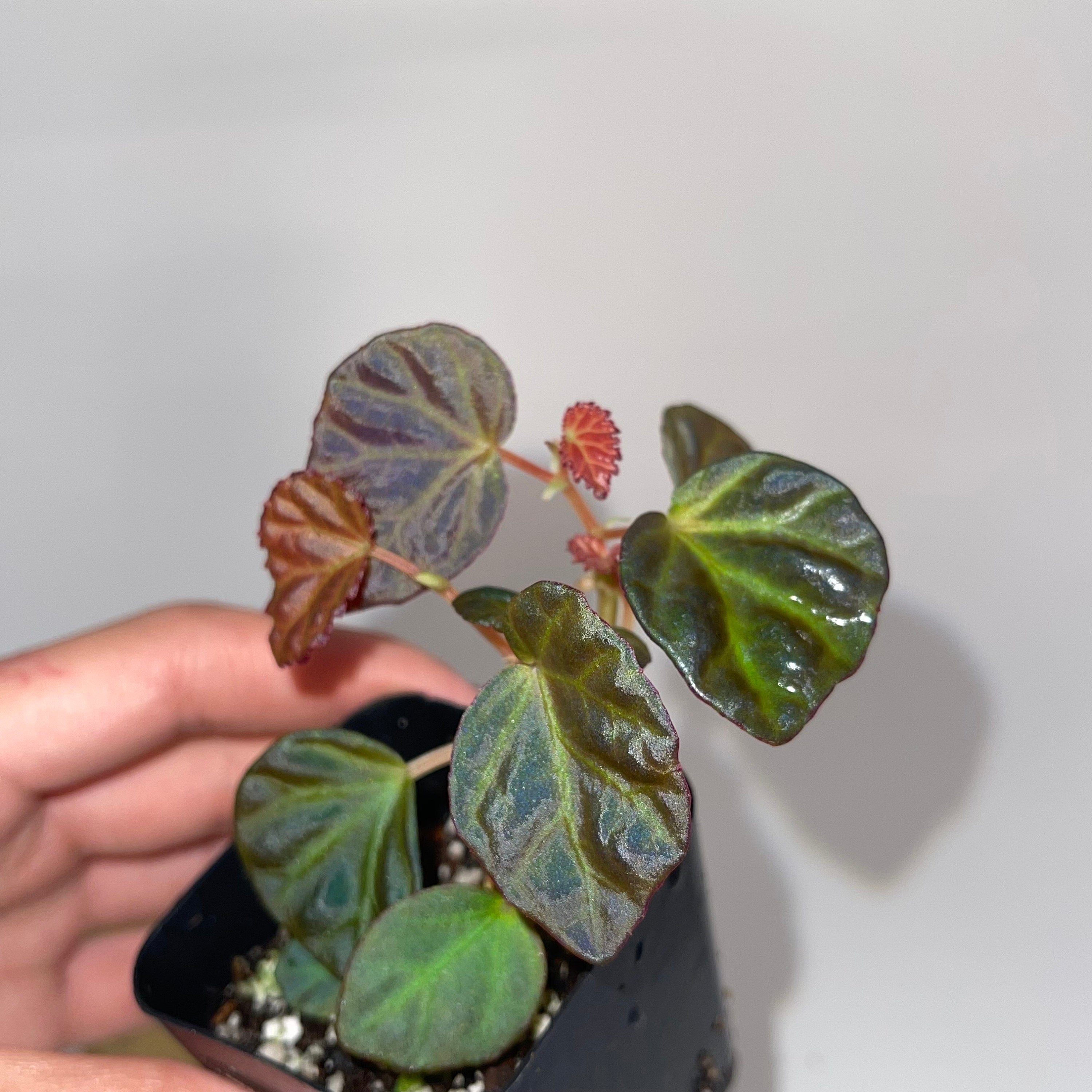 Begonia Botanicaz 85 V.1