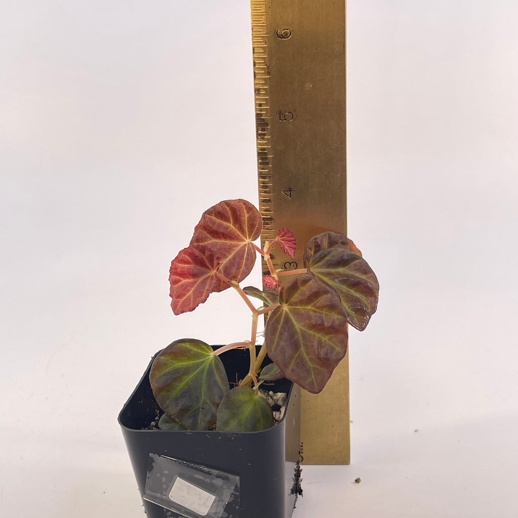 Begonia Botanicaz 85 V.1