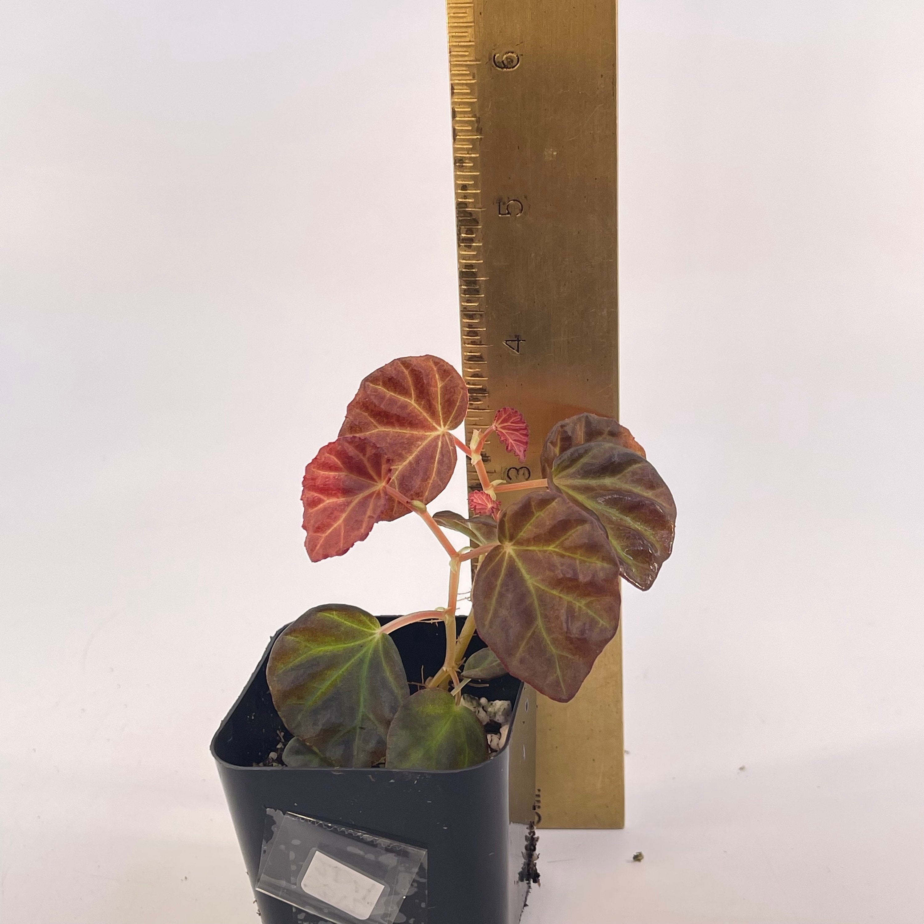 Begonia Botanicaz 85 V.1