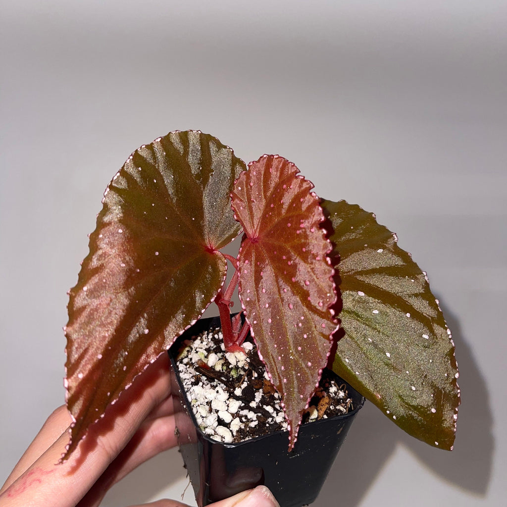 Begonia Botanicaz 88 V.1 (Can acclimate to house conditions) Fragrant Blooms