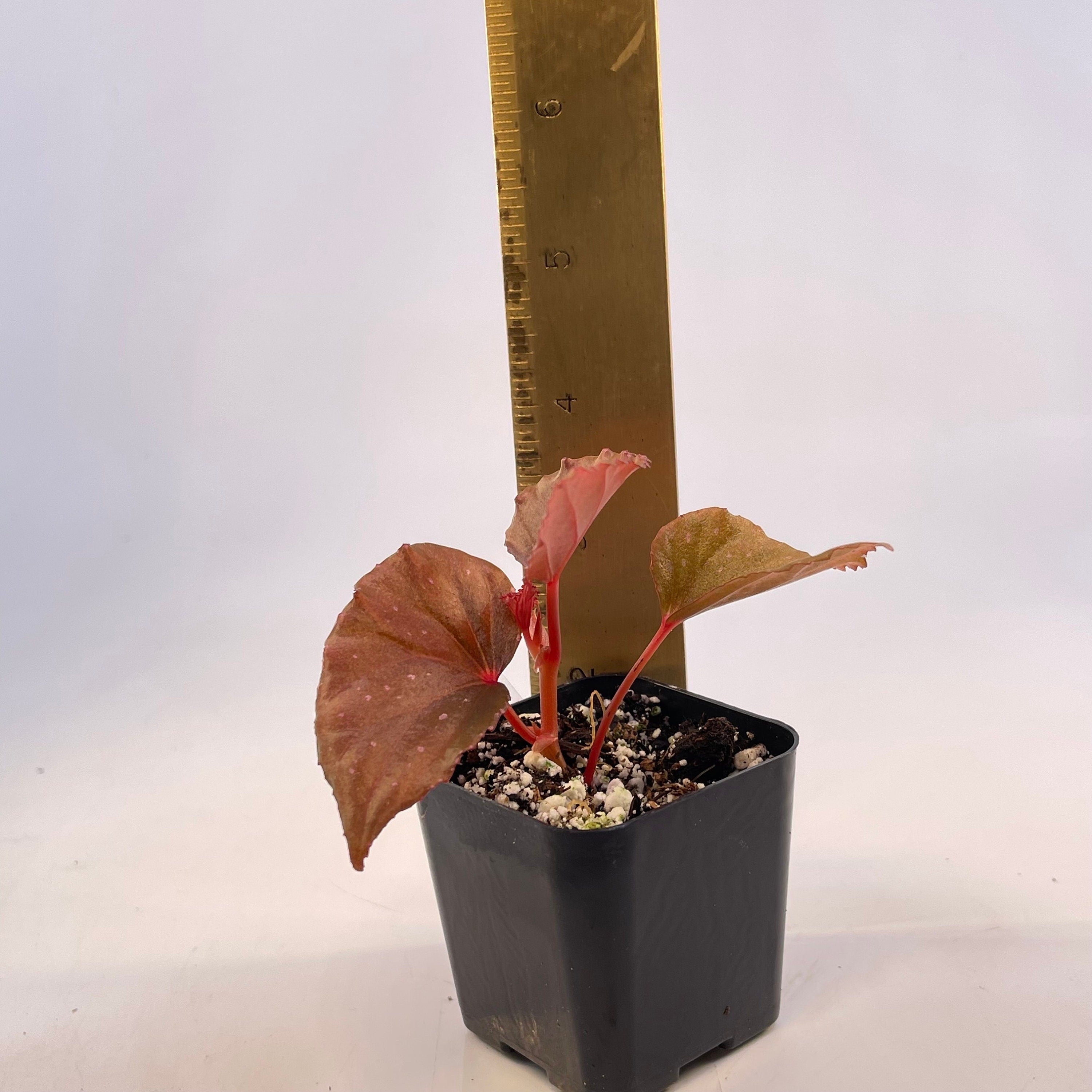 Begonia Botanicaz 88 V.1 (Can acclimate to house conditions) Fragrant Blooms