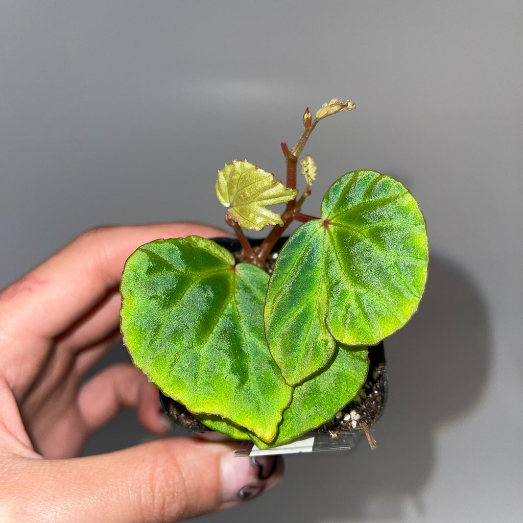 READY SOON Begonia Botanicaz 85 V.4 'Baby Blue'