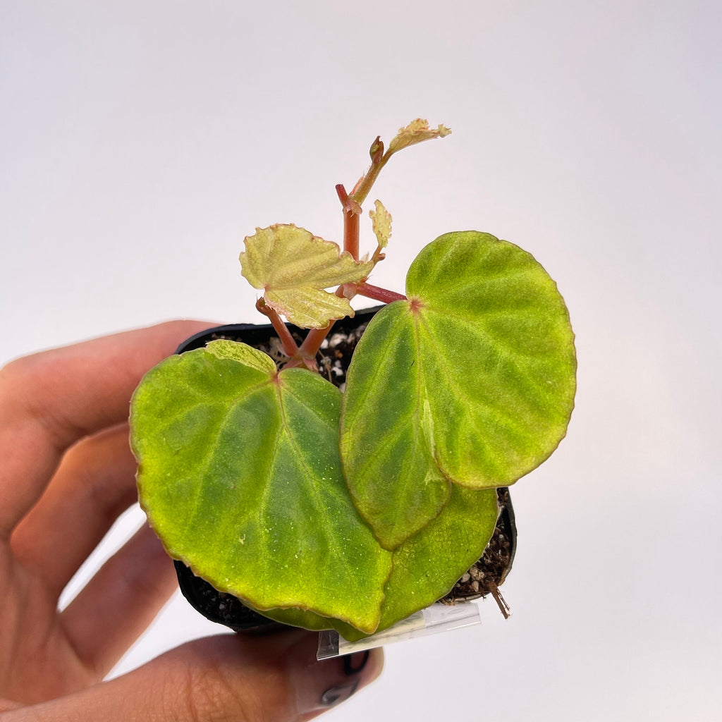 READY SOON Begonia Botanicaz 85 V.4 'Baby Blue'